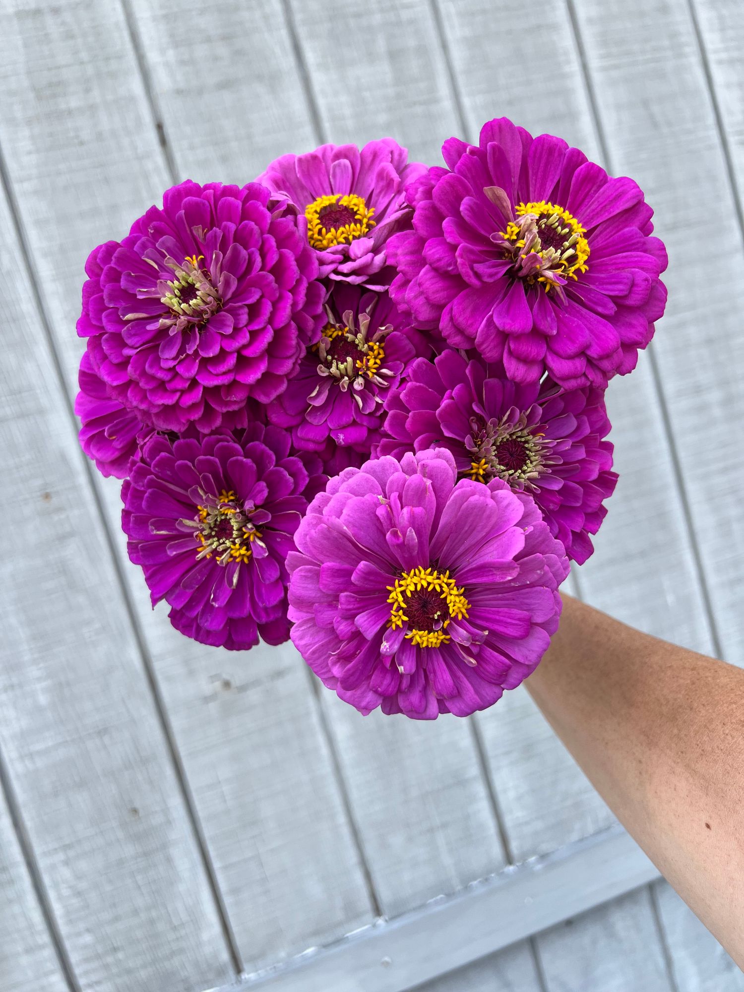 ZINNIA elegans Benarys Giant Purple