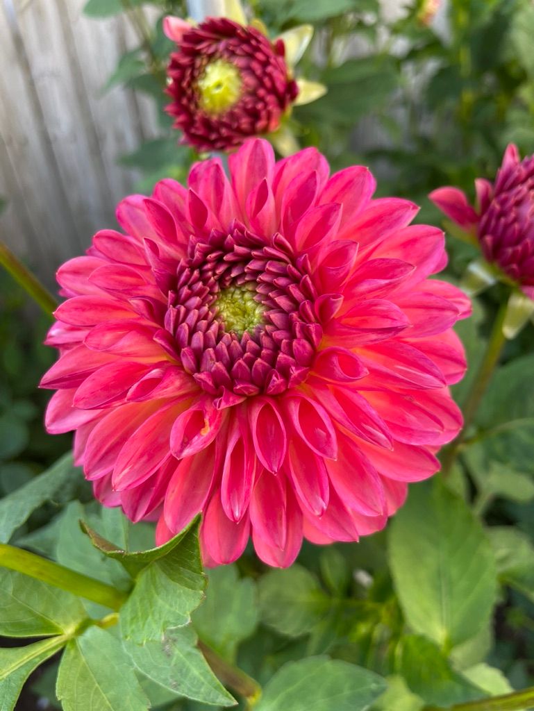 DAHLIA Decorative