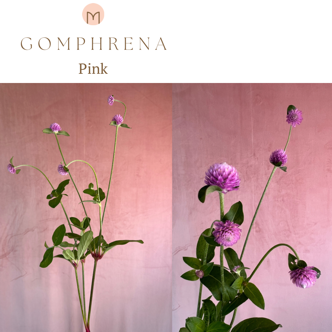 GOMPHRENA haageana