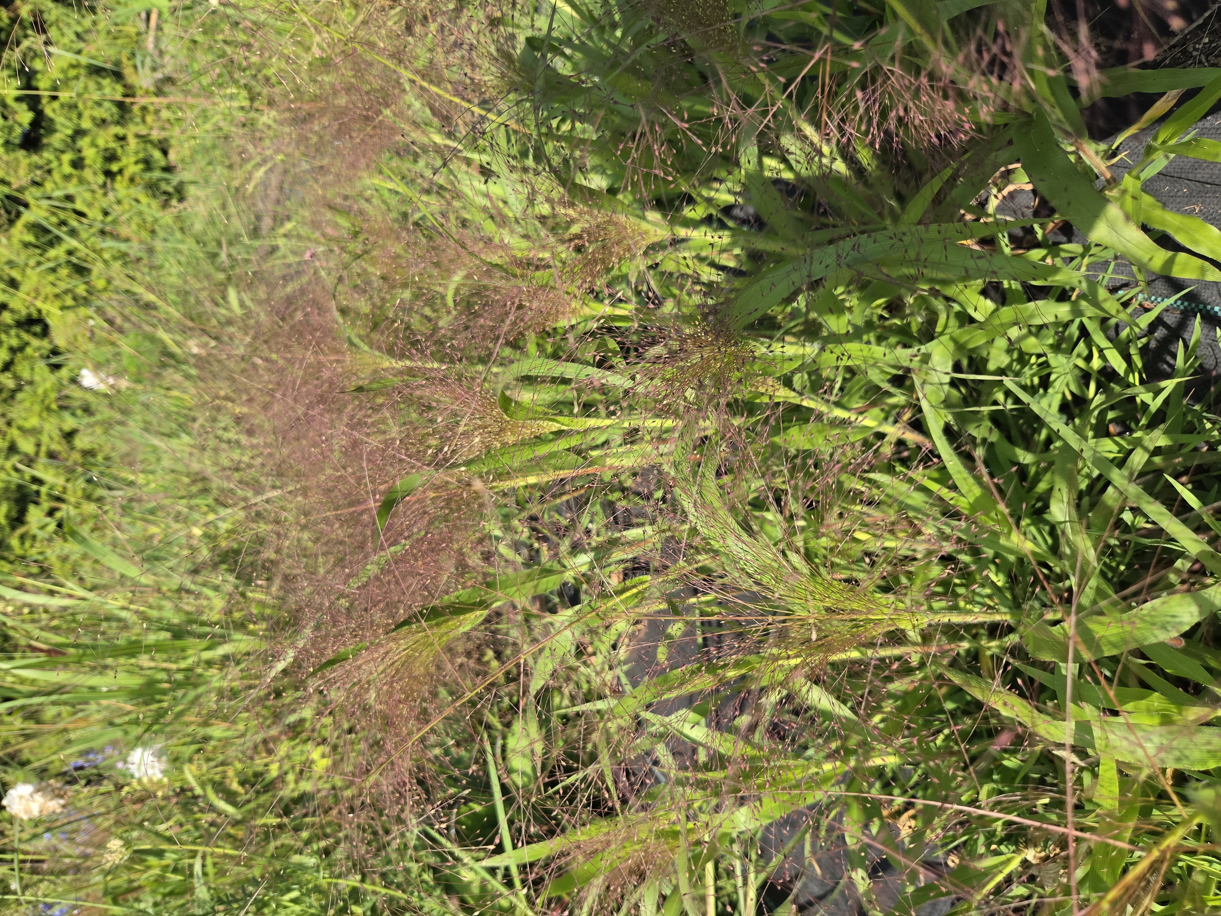 PANICUM elegans
