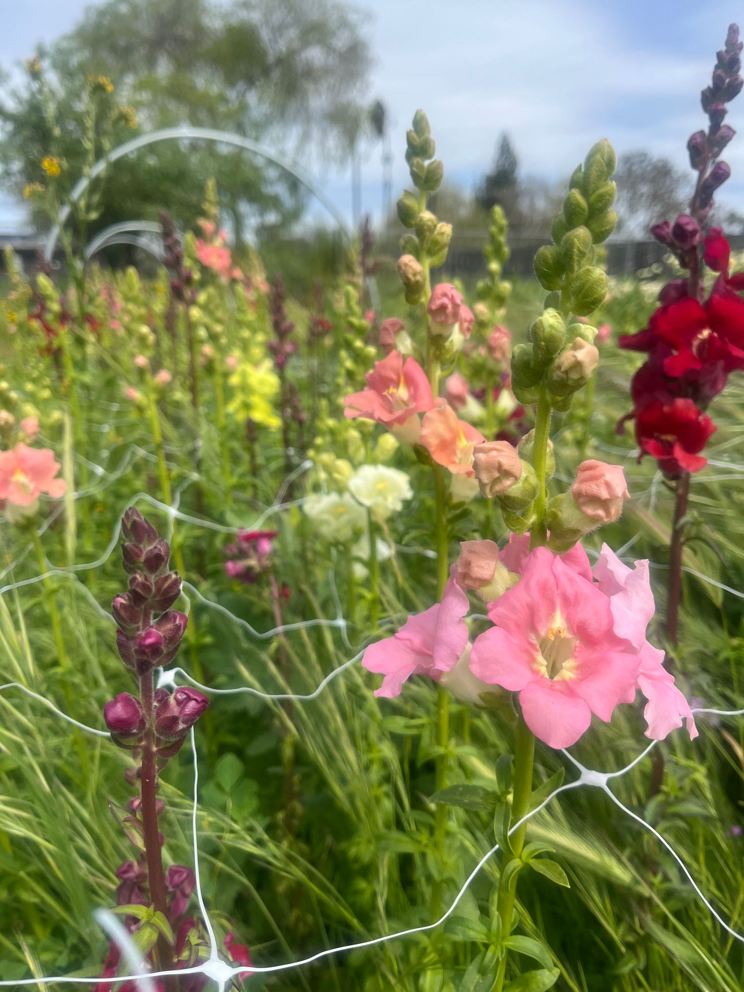 ANTIRRHINUM majus Chantilly