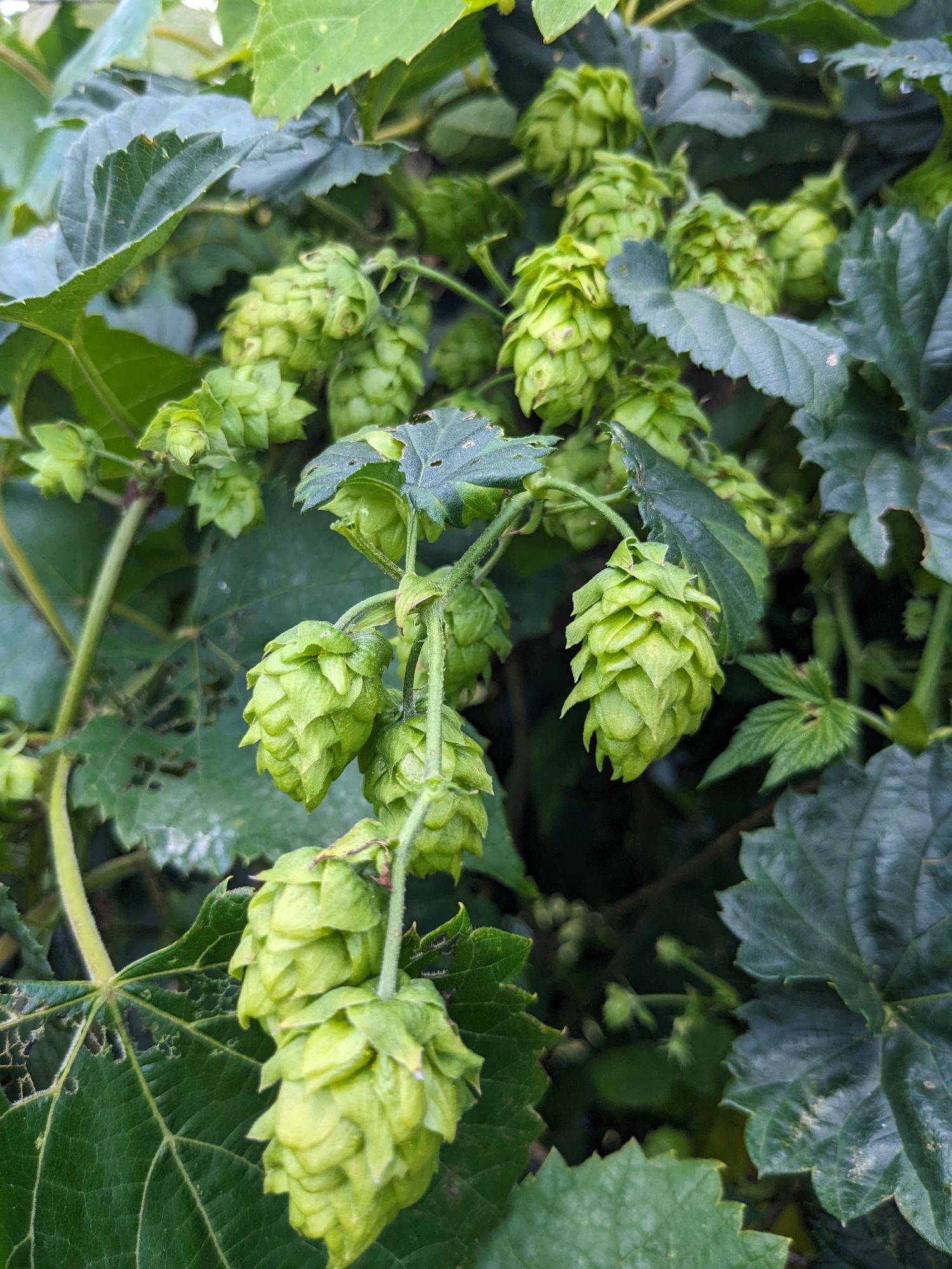 HUMULUS lupulus