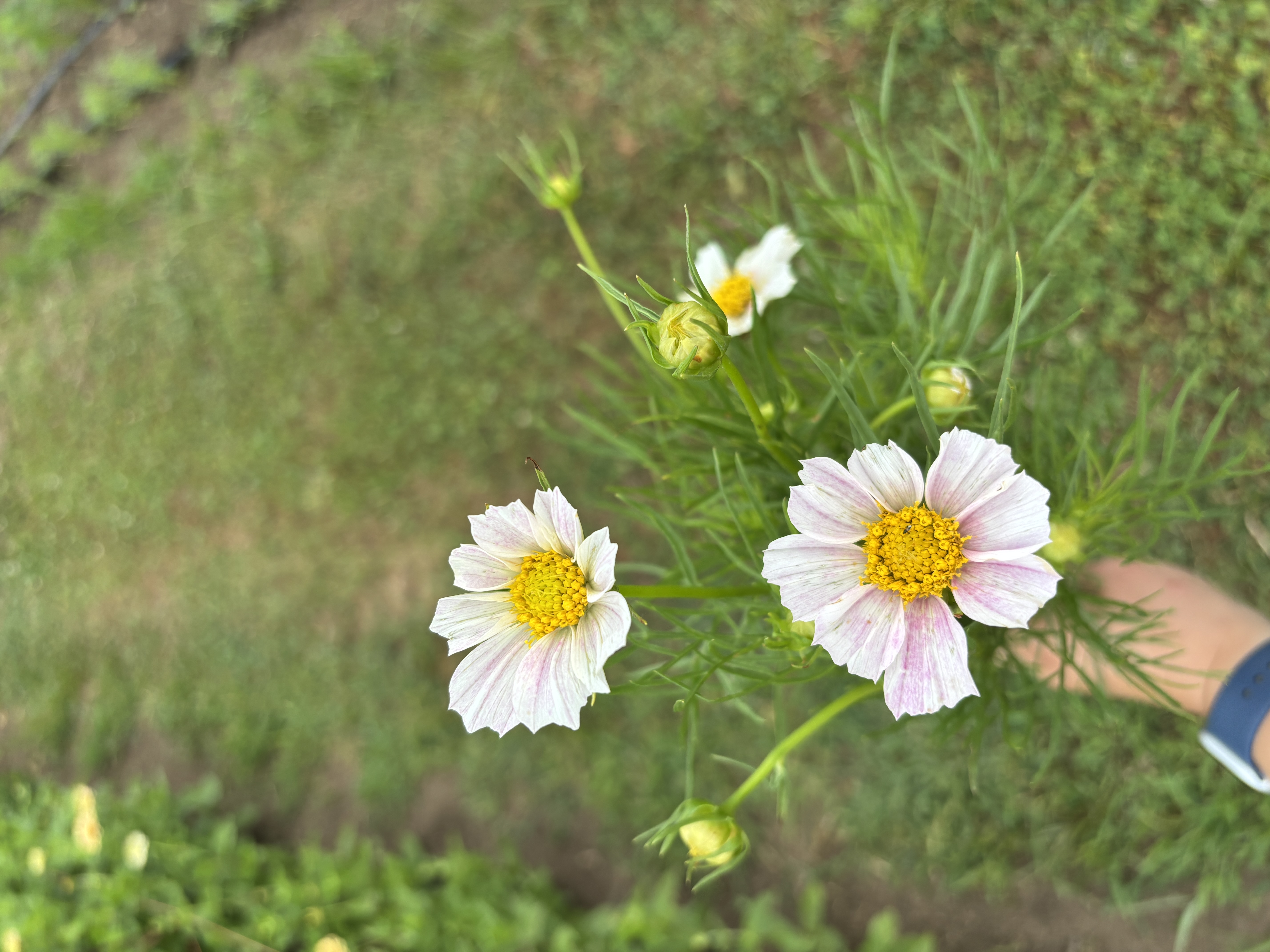 COSMOS bipinnatus Versailles Flush