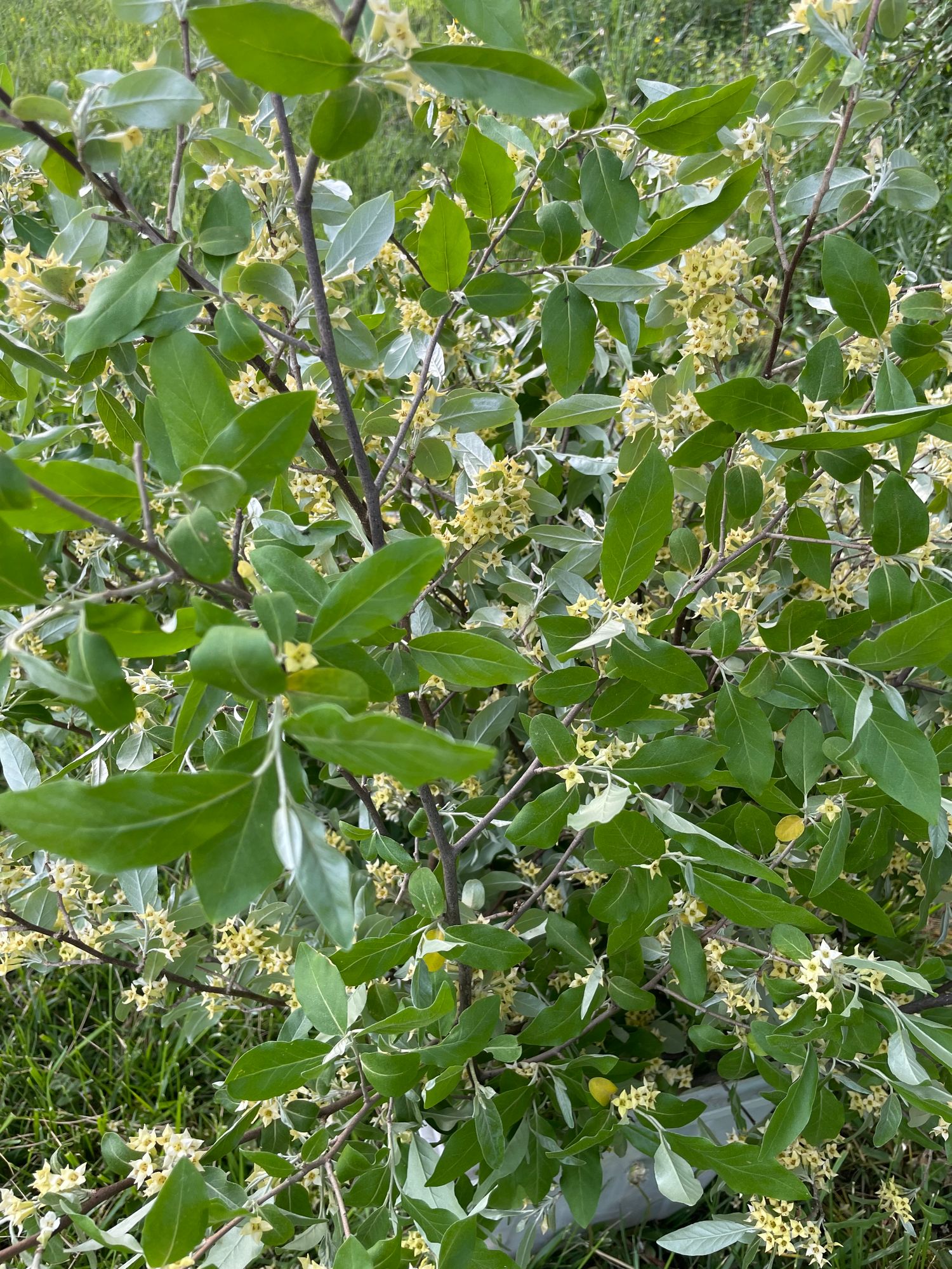 ELAEAGNUS umbellata