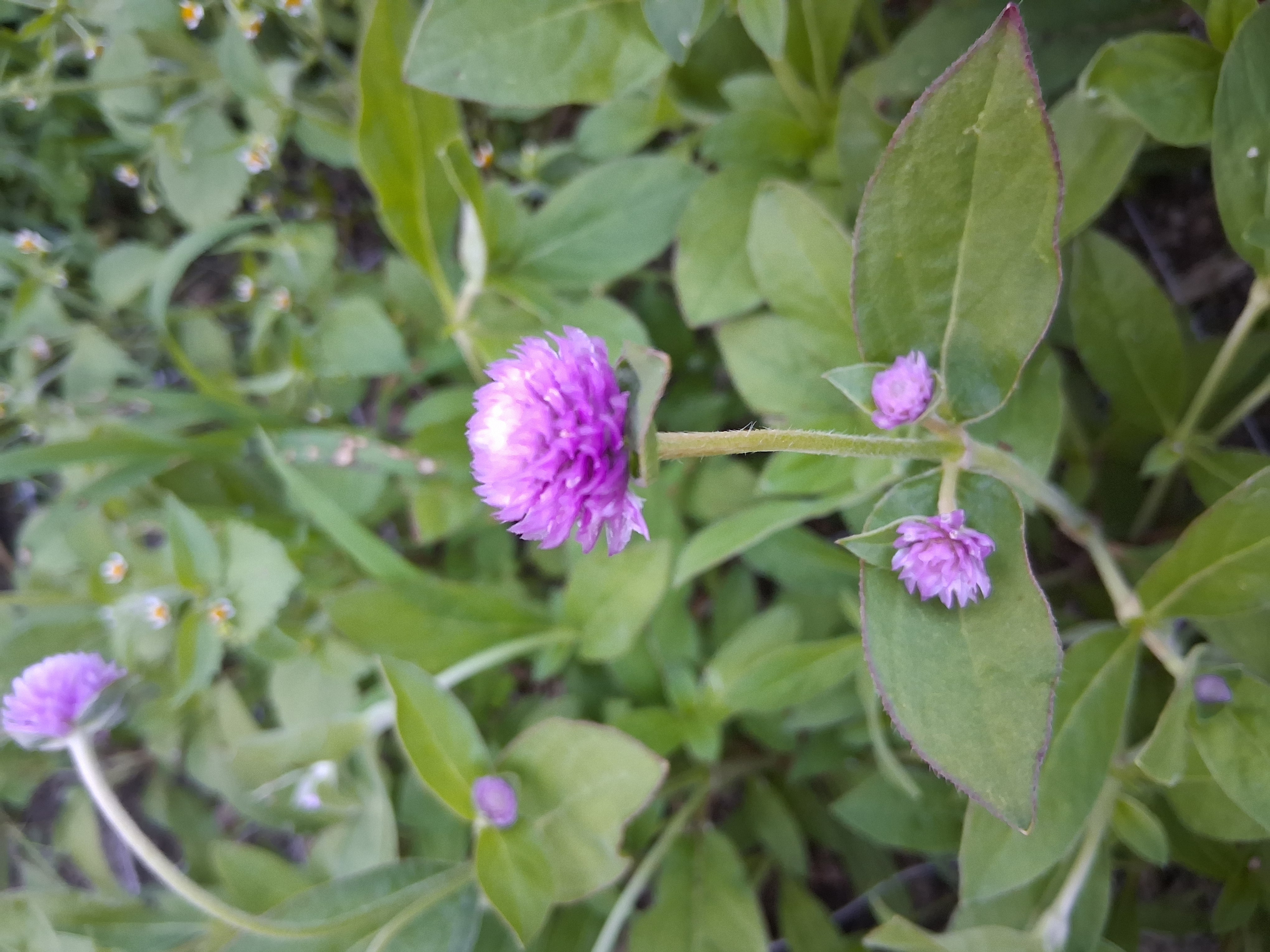 GOMPHRENA globosa Audray Pink