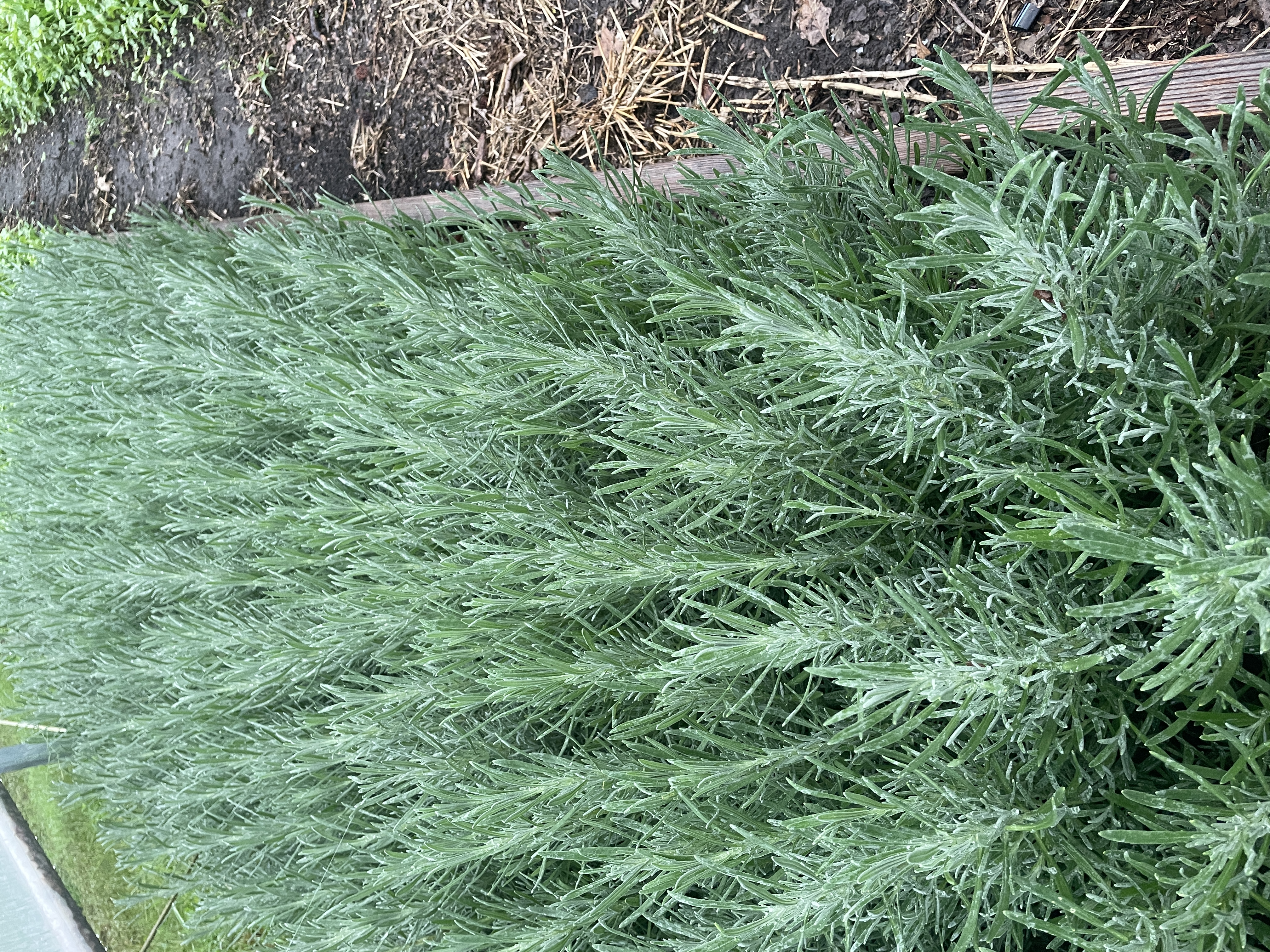 LAVENDULA x intermedia Phenomenal