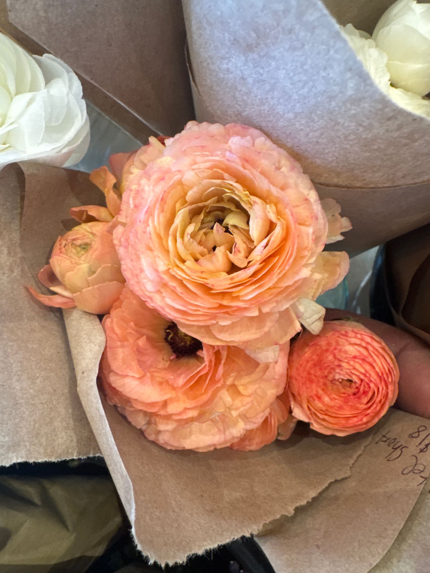 RANUNCULUS Cloni Success Grand Pastel