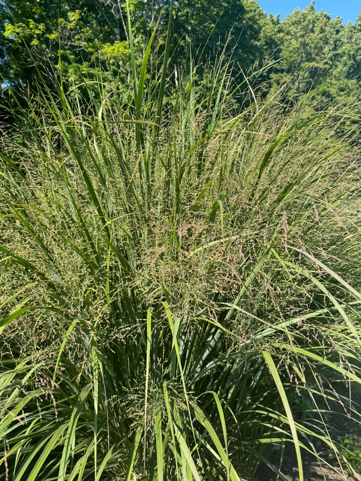 PANICUM virgatum Northwind