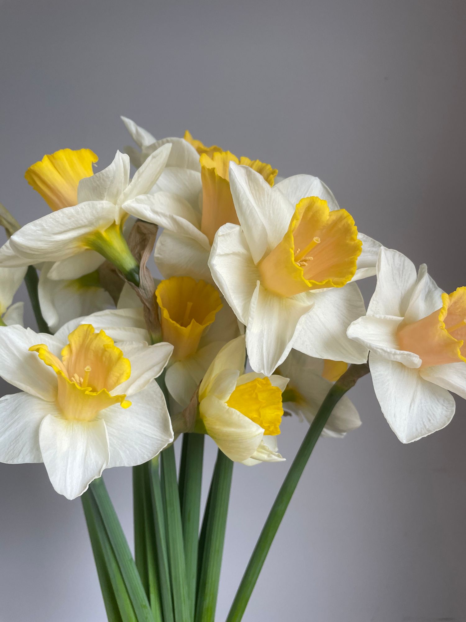 NARCISSUS