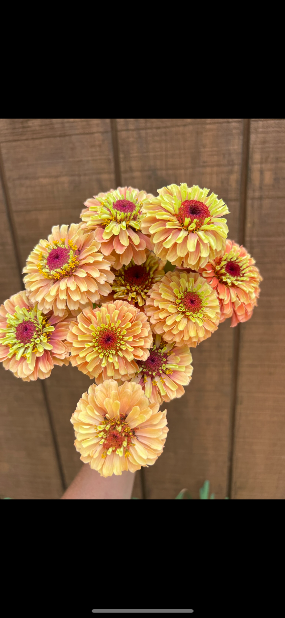 ZINNIA elegans Queeny Lime Orange