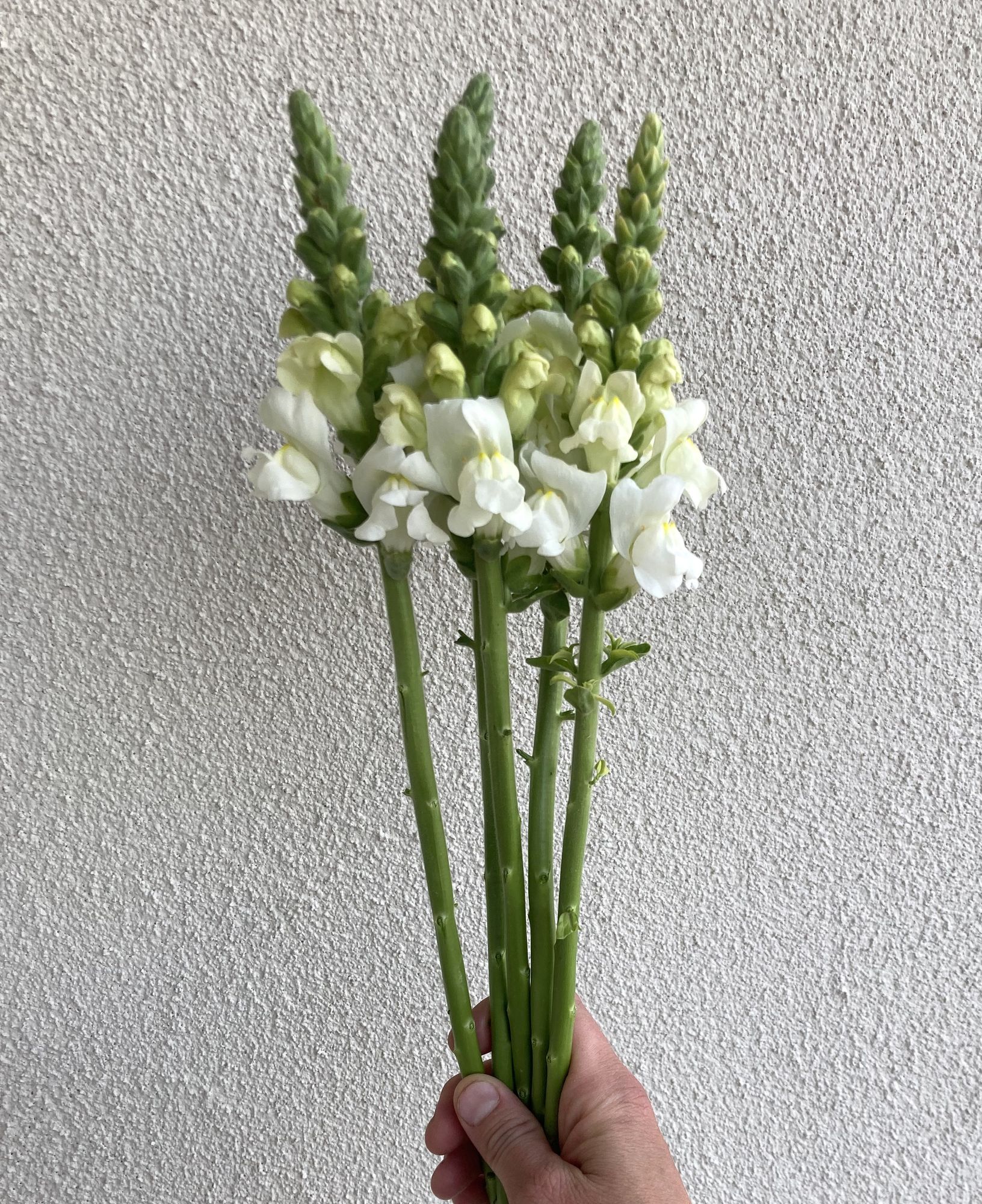 ANTIRRHINUM majus Potomac Ivory
