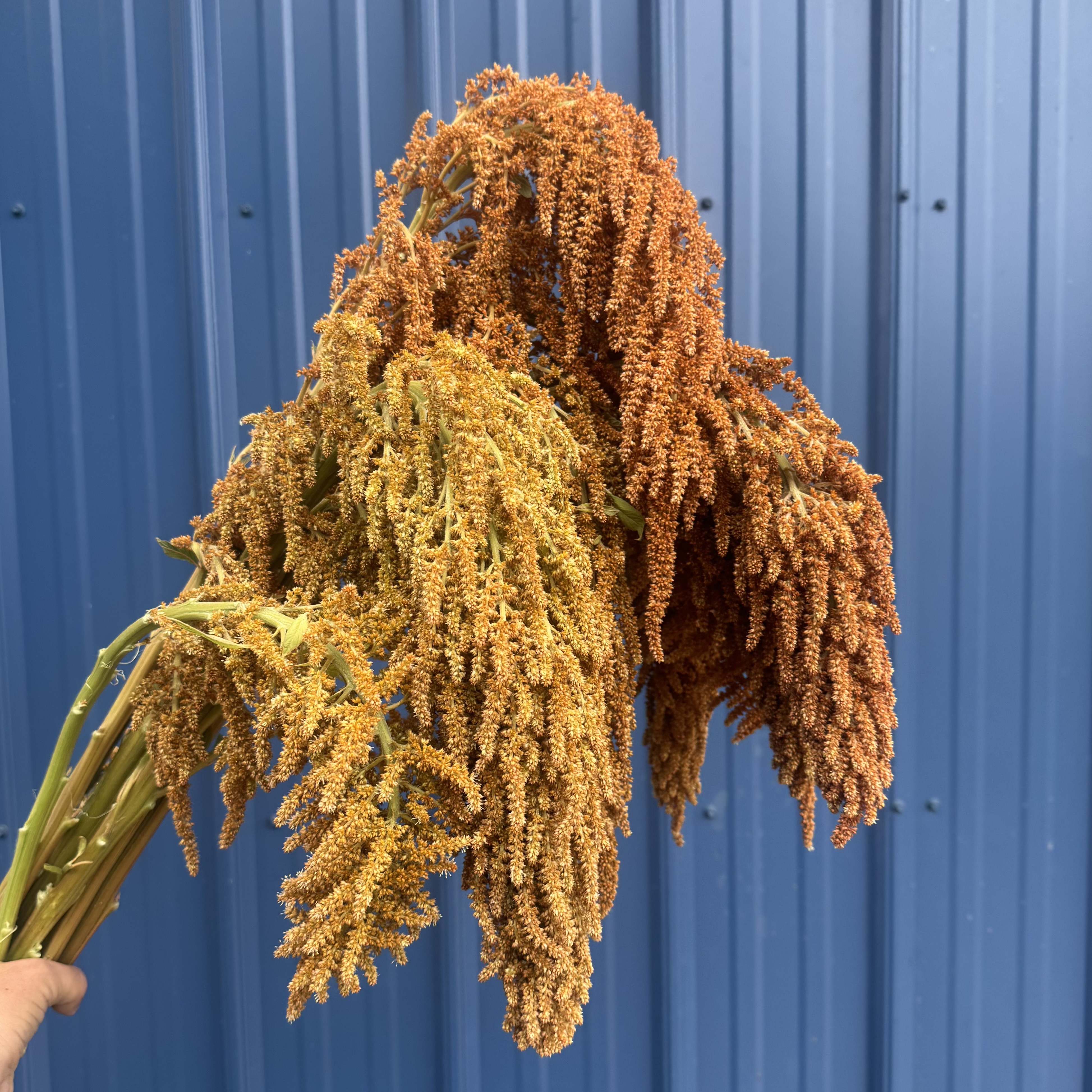 AMARANTHUS cruentus Hot Biscuits