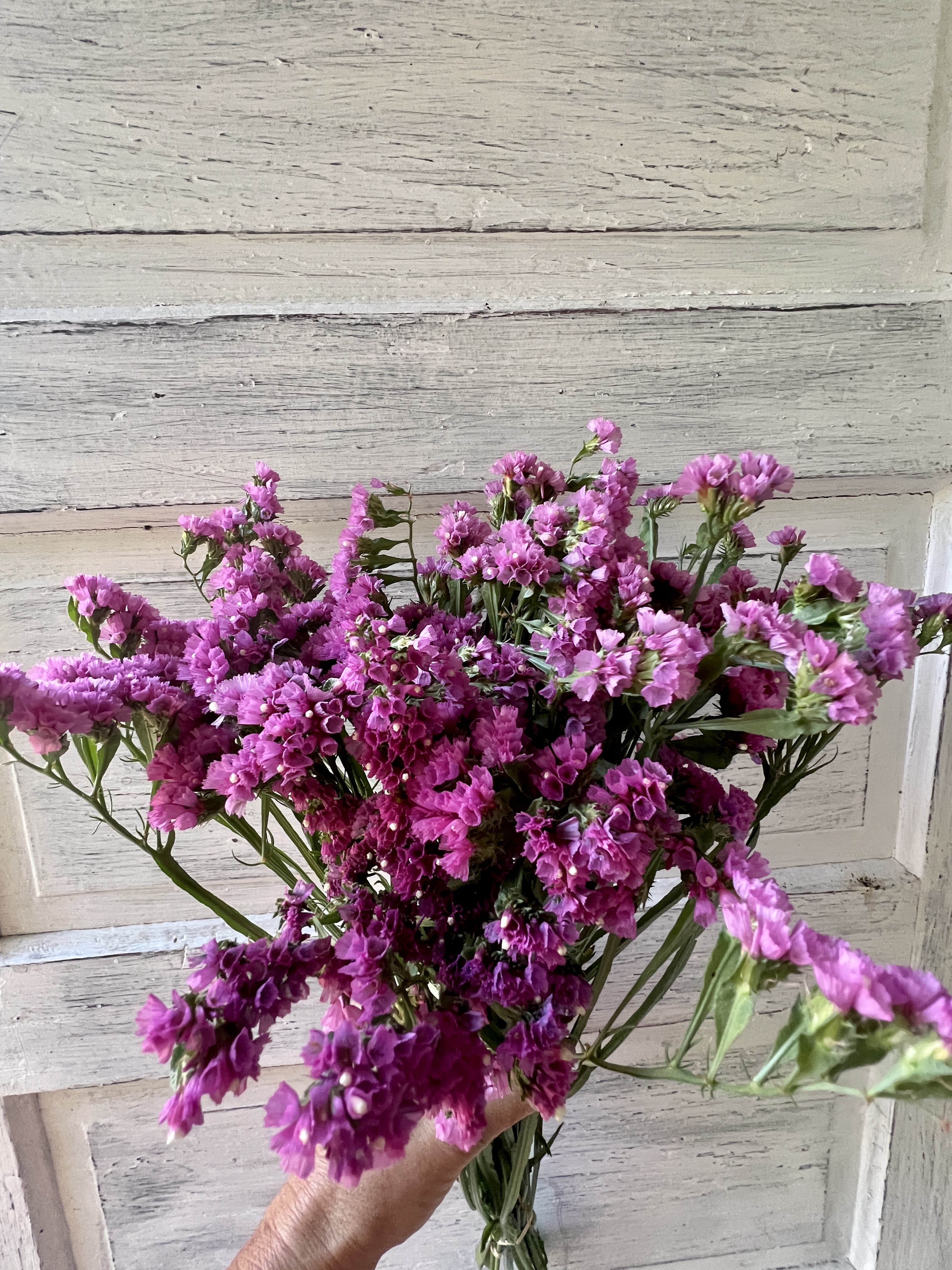 LIMONIUM sinuatum QIS Rose