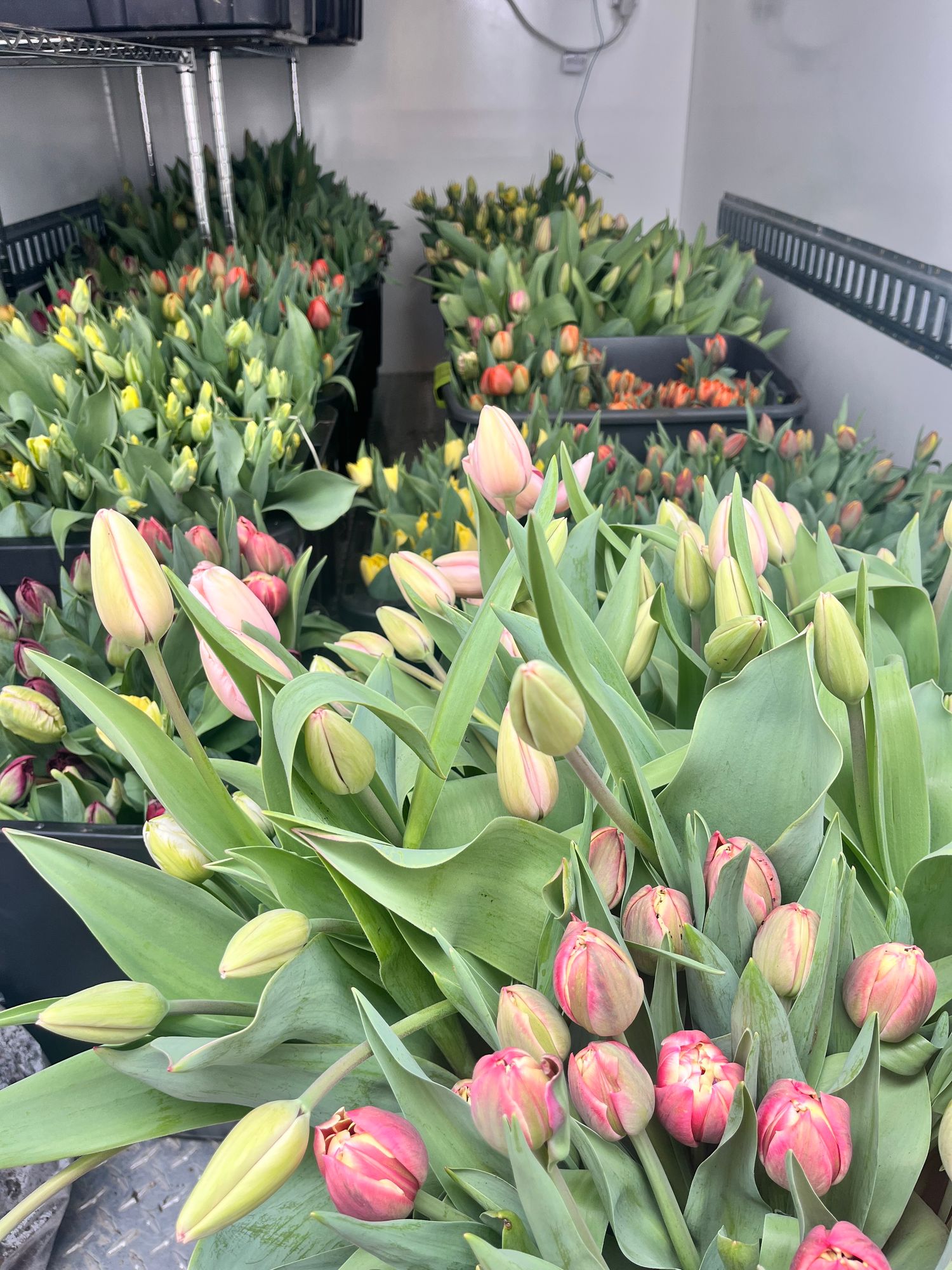 Mixed Tulip Bucket