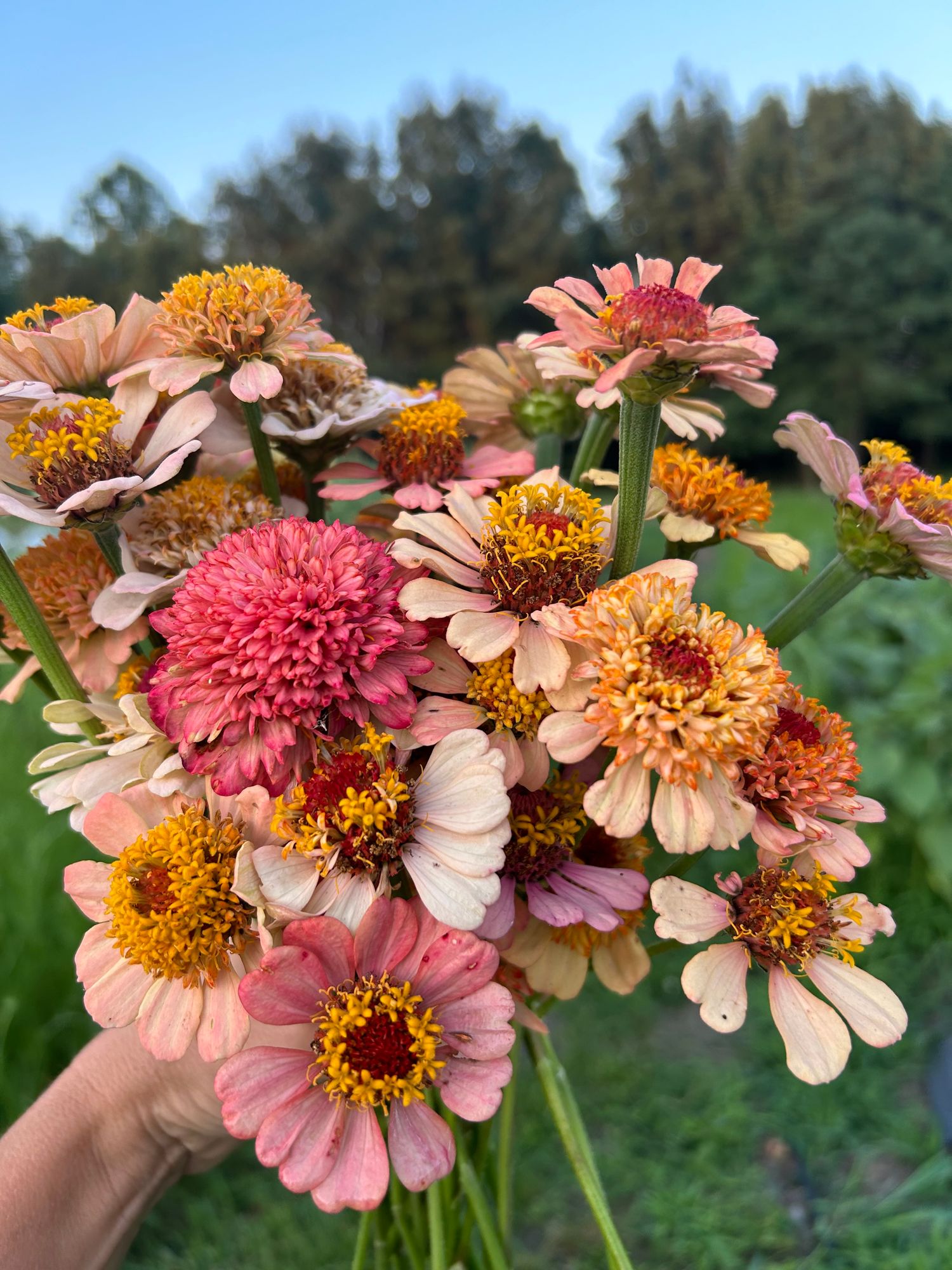 ZINNIA elegans Zinderella Series