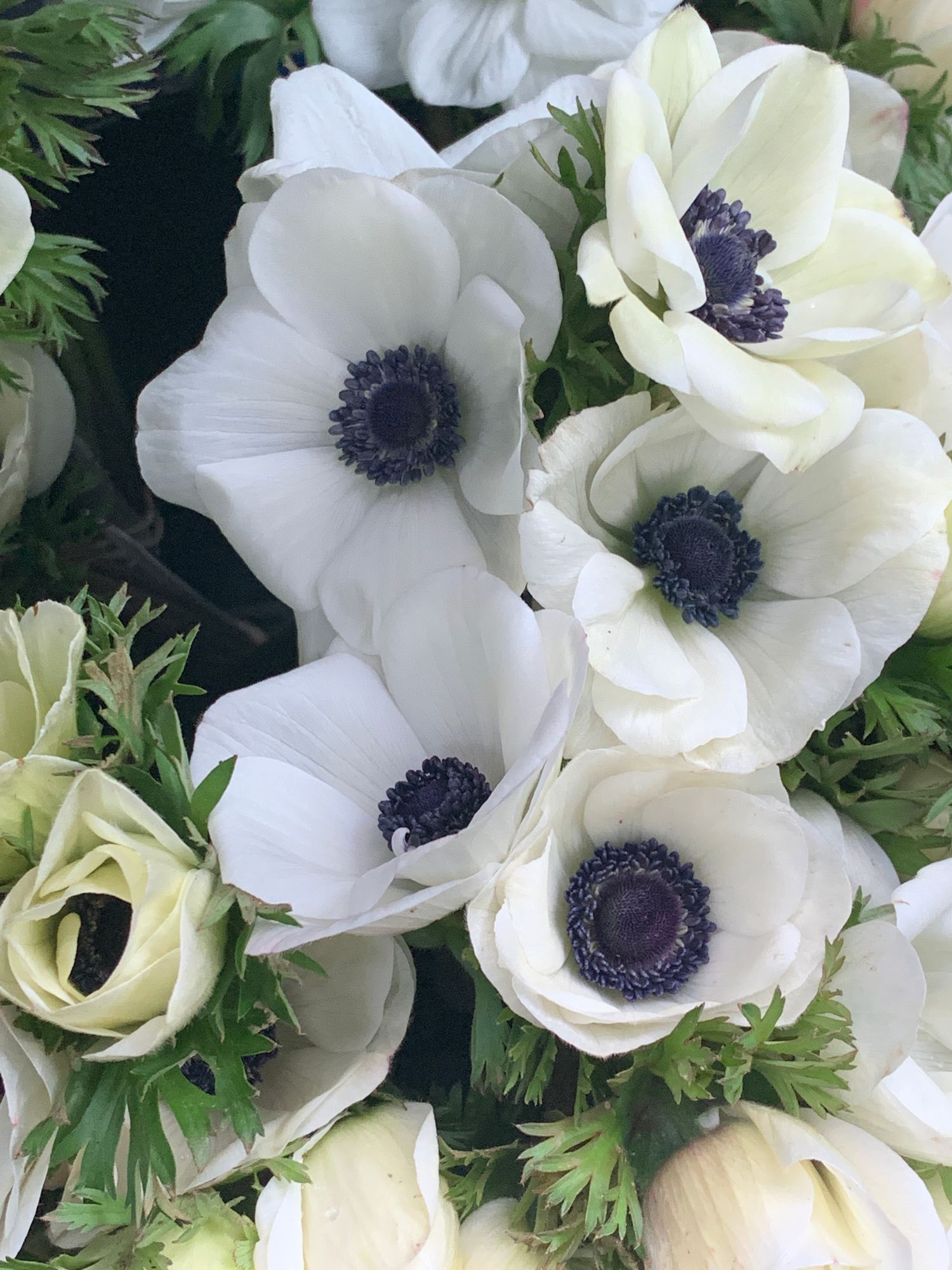ANEMONE coronaria Carmel