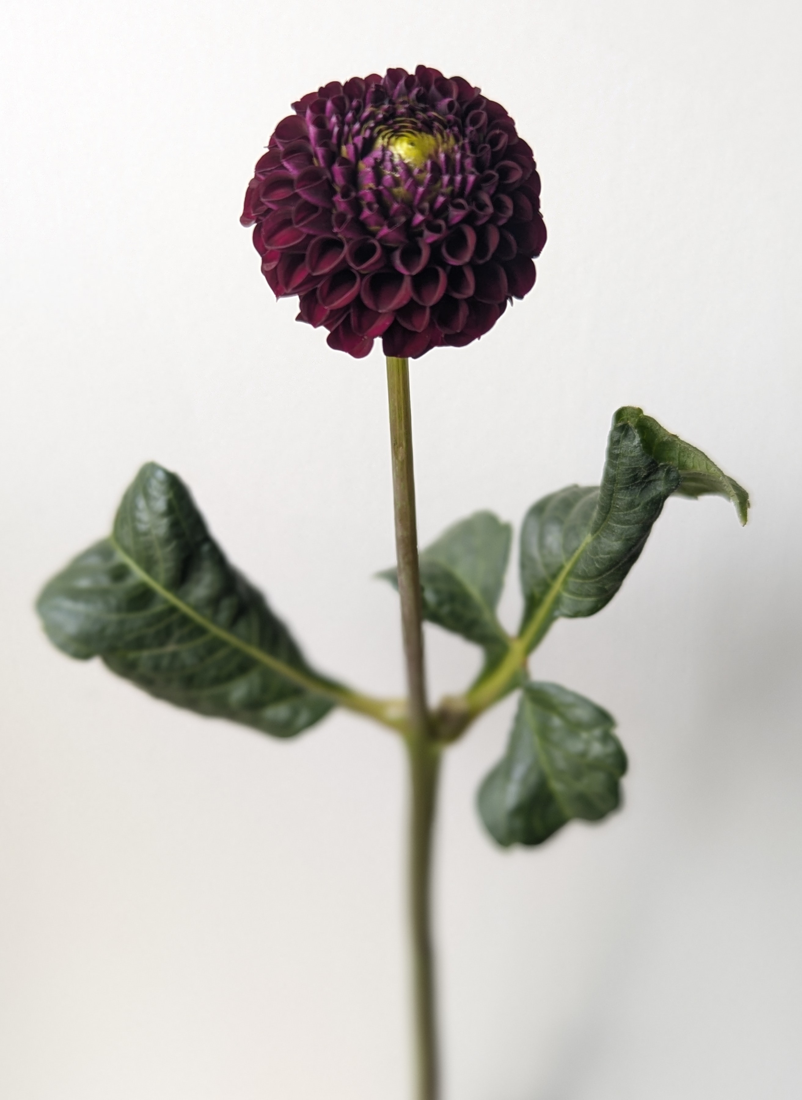DAHLIA Rocco