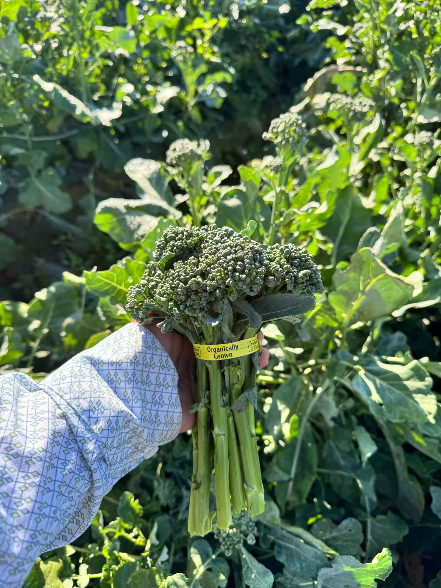 Broccolini (OG) - Bunched