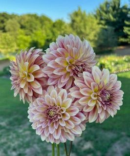 DAHLIA