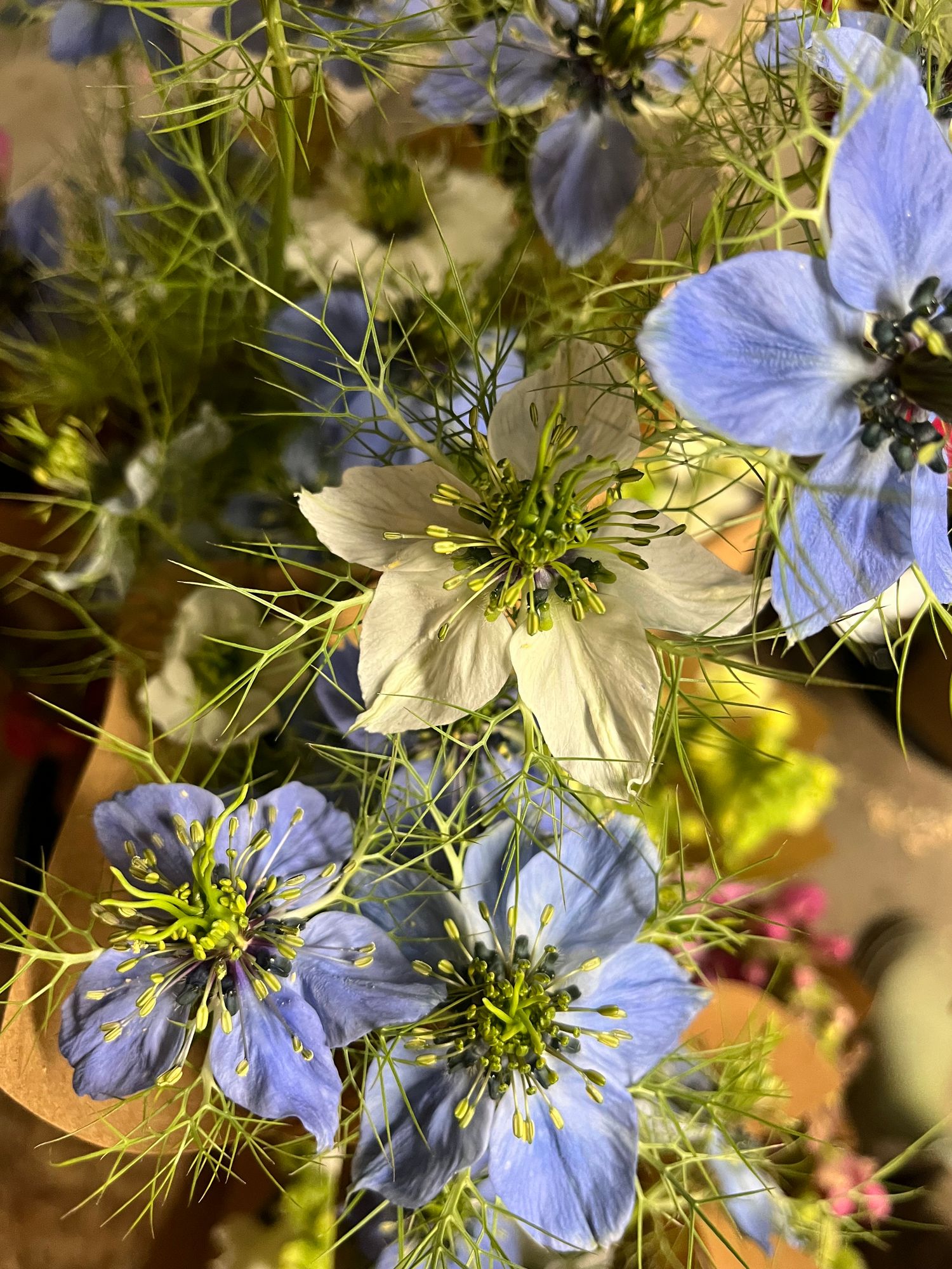 NIGELLA