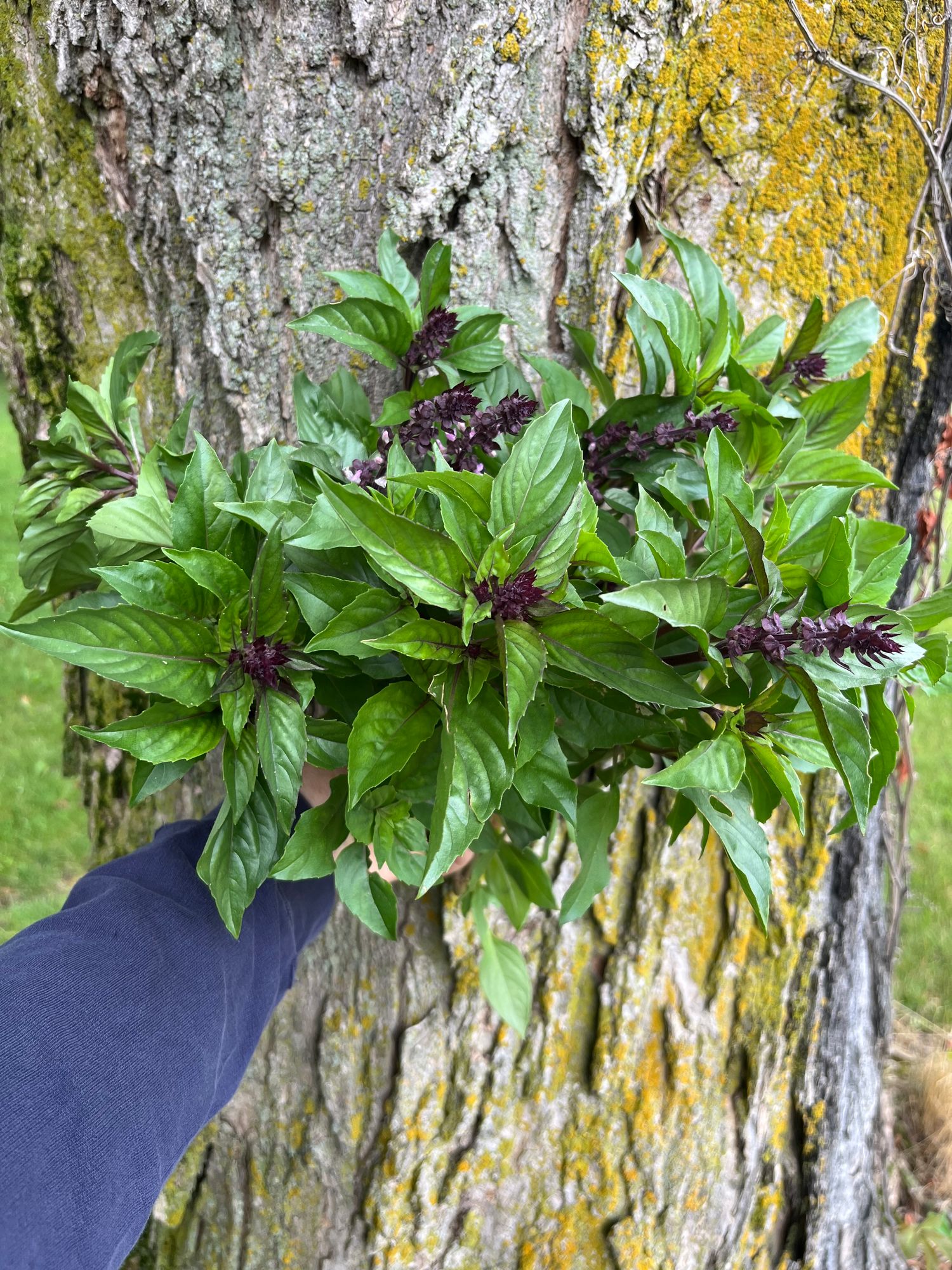 OCIMUM basilicum Cinnamon