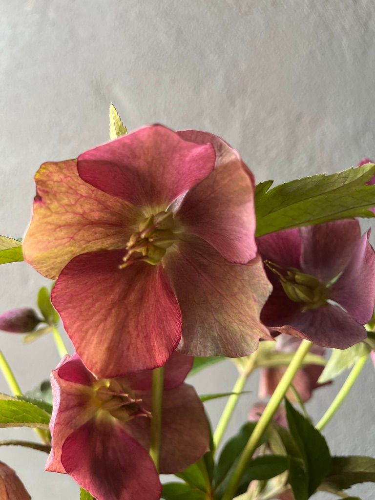 HELLEBORUS foetidus