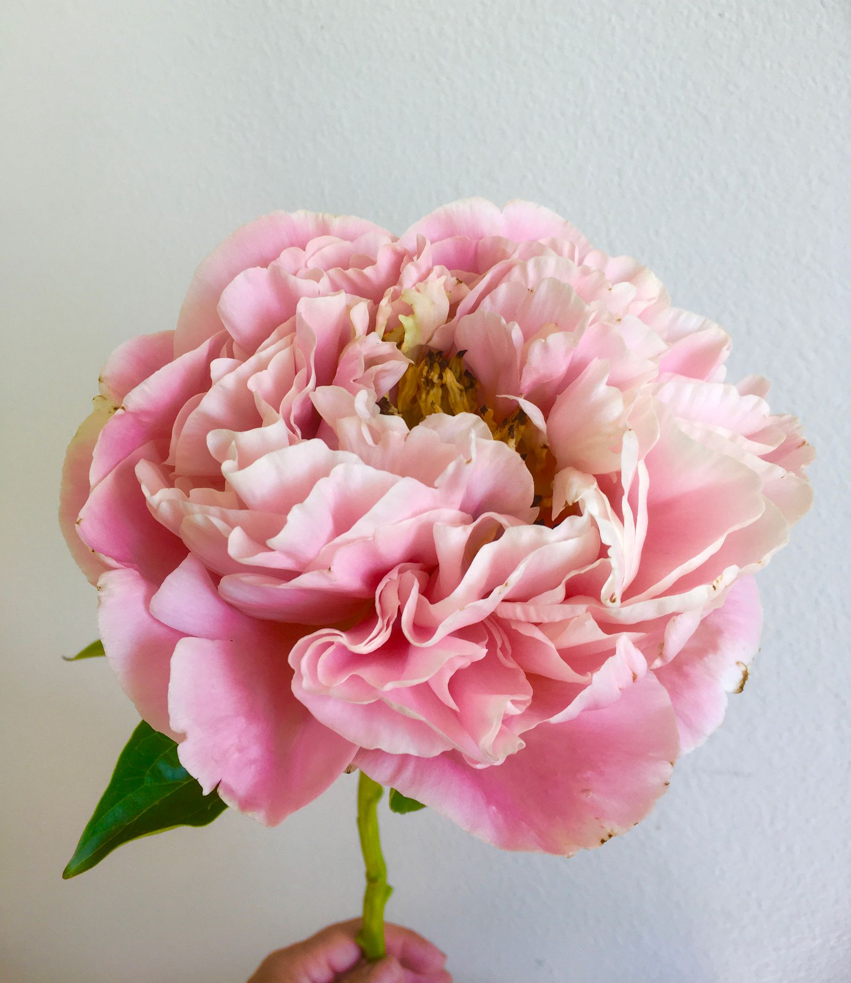 PAEONIA lactiflora
