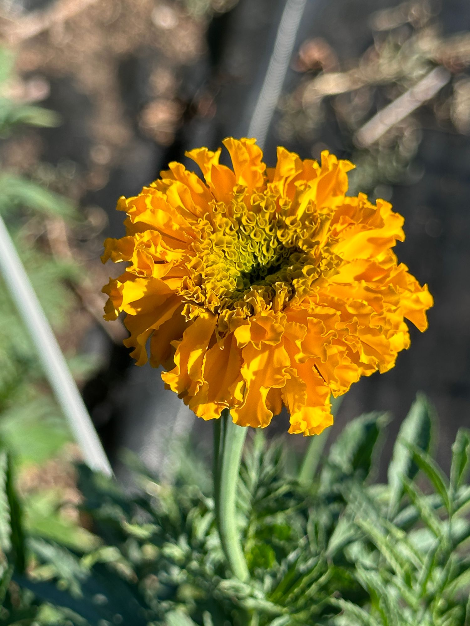 TAGETES erecta