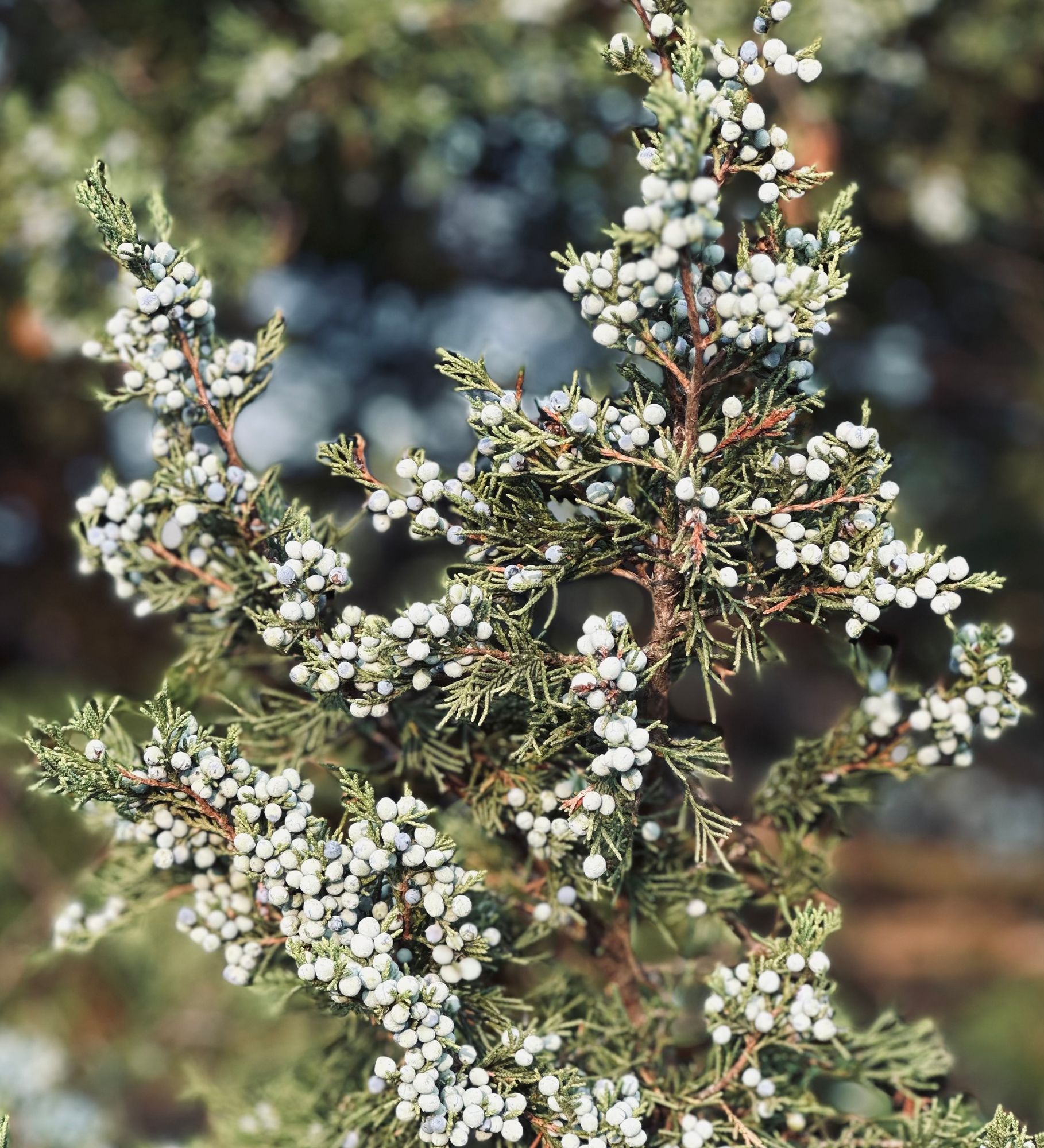 JUNIPERUS virginiana
