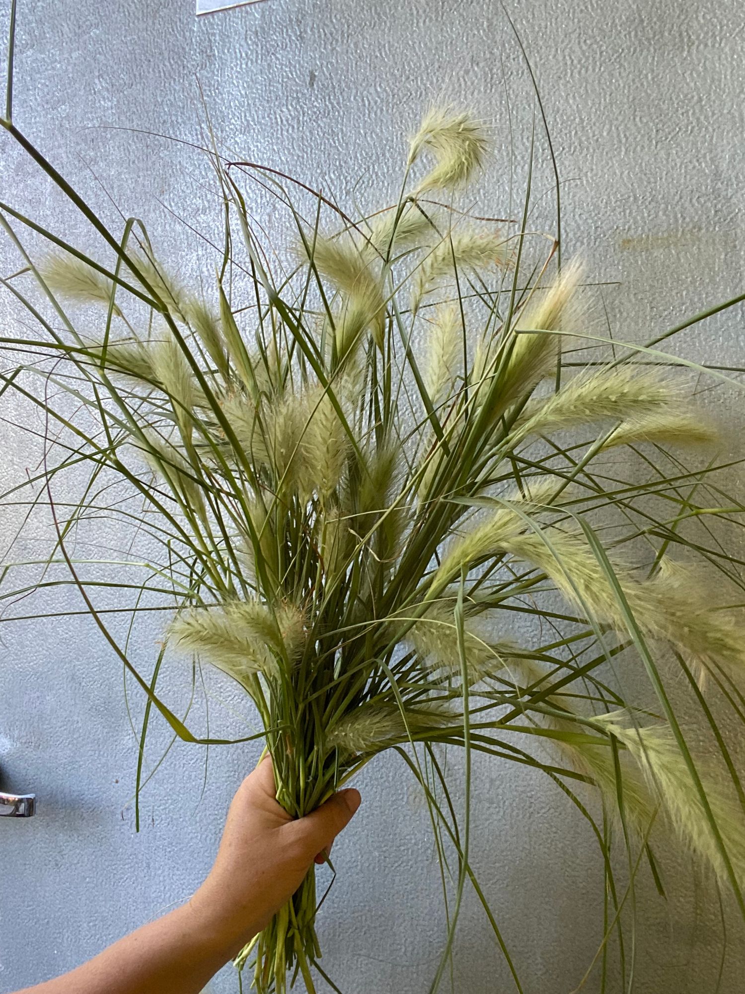 PENNISETUM villosum Feather Top