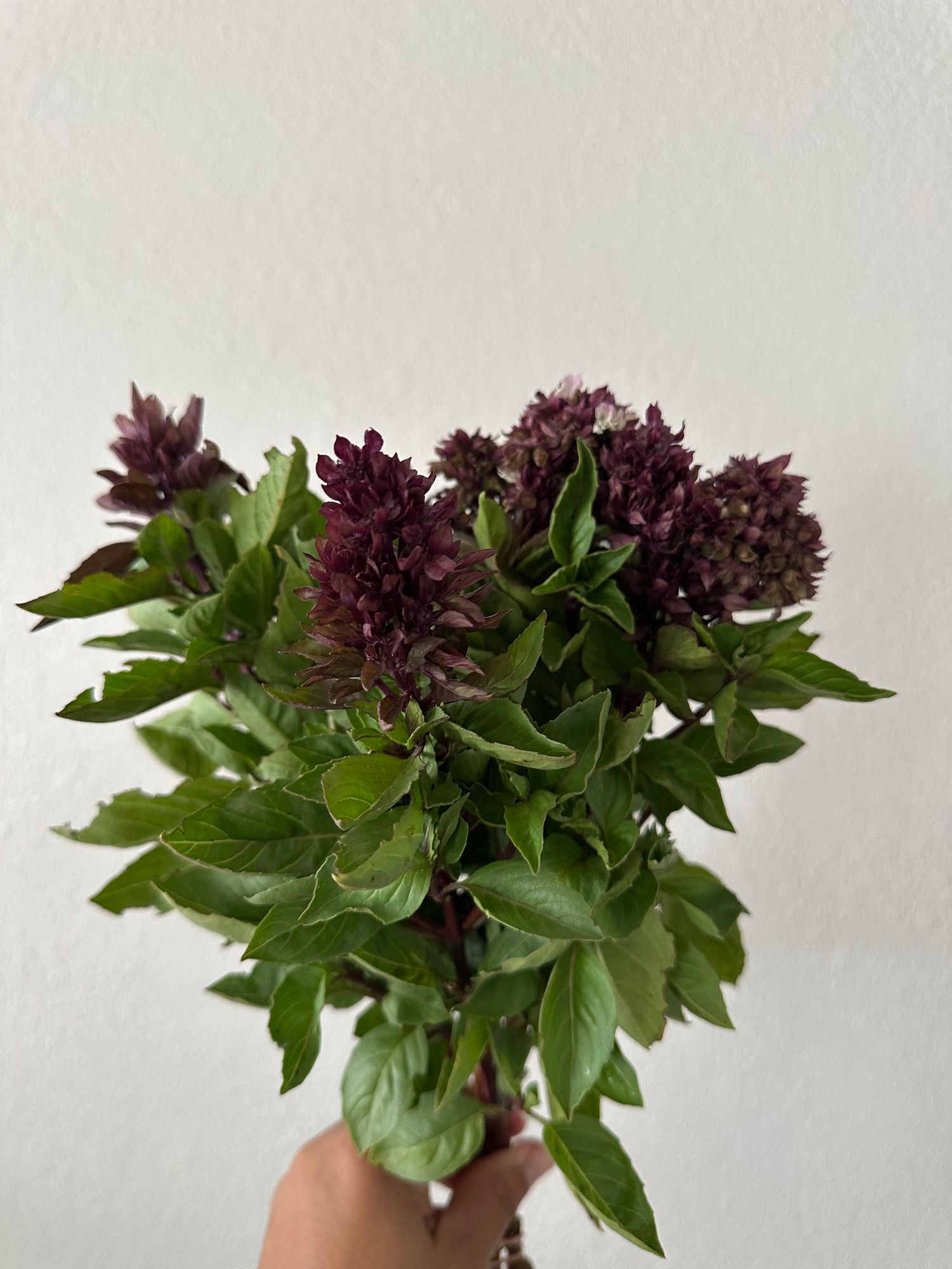 OCIMUM basilicum Cardinal