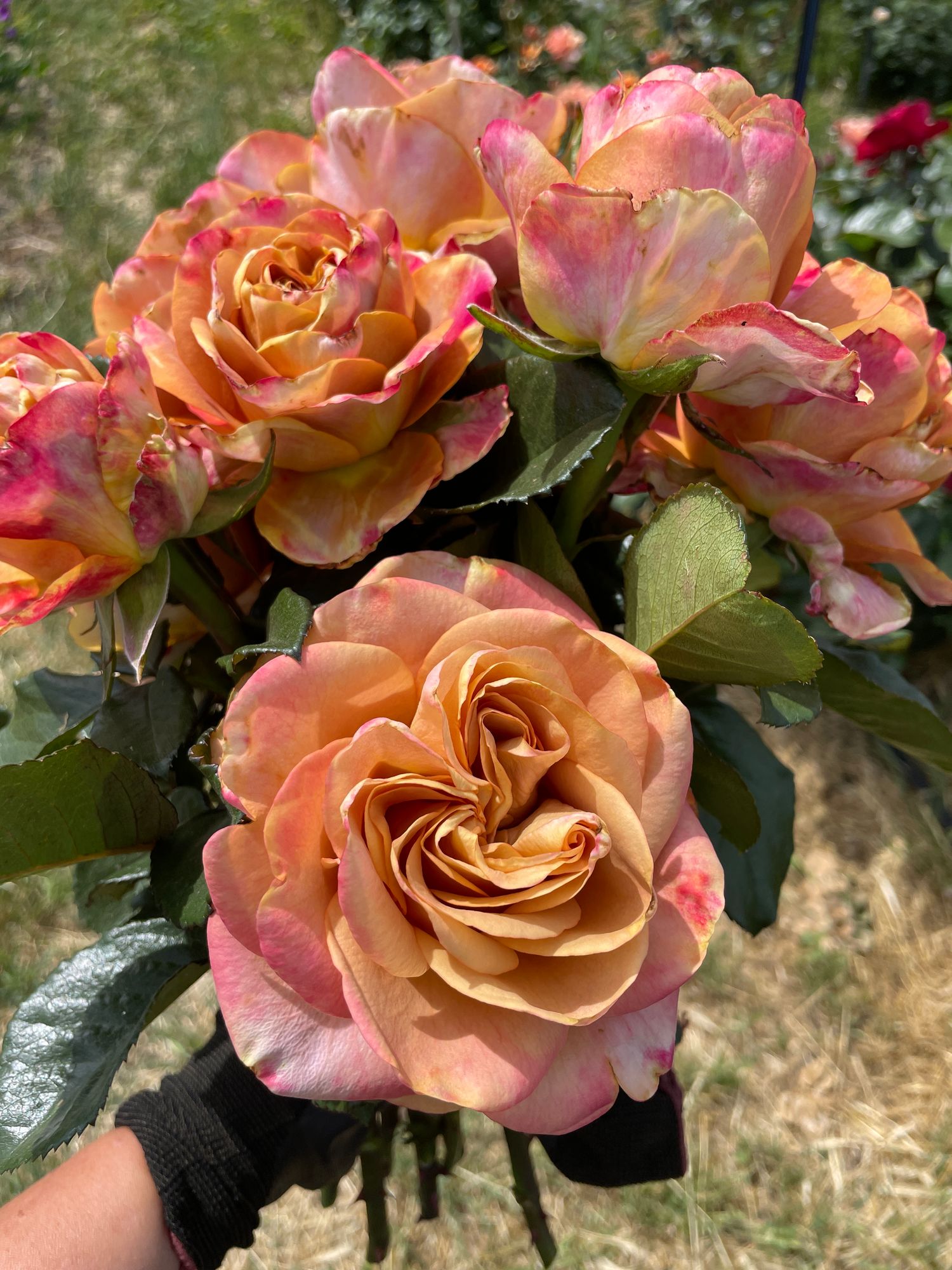 ROSA hybrida