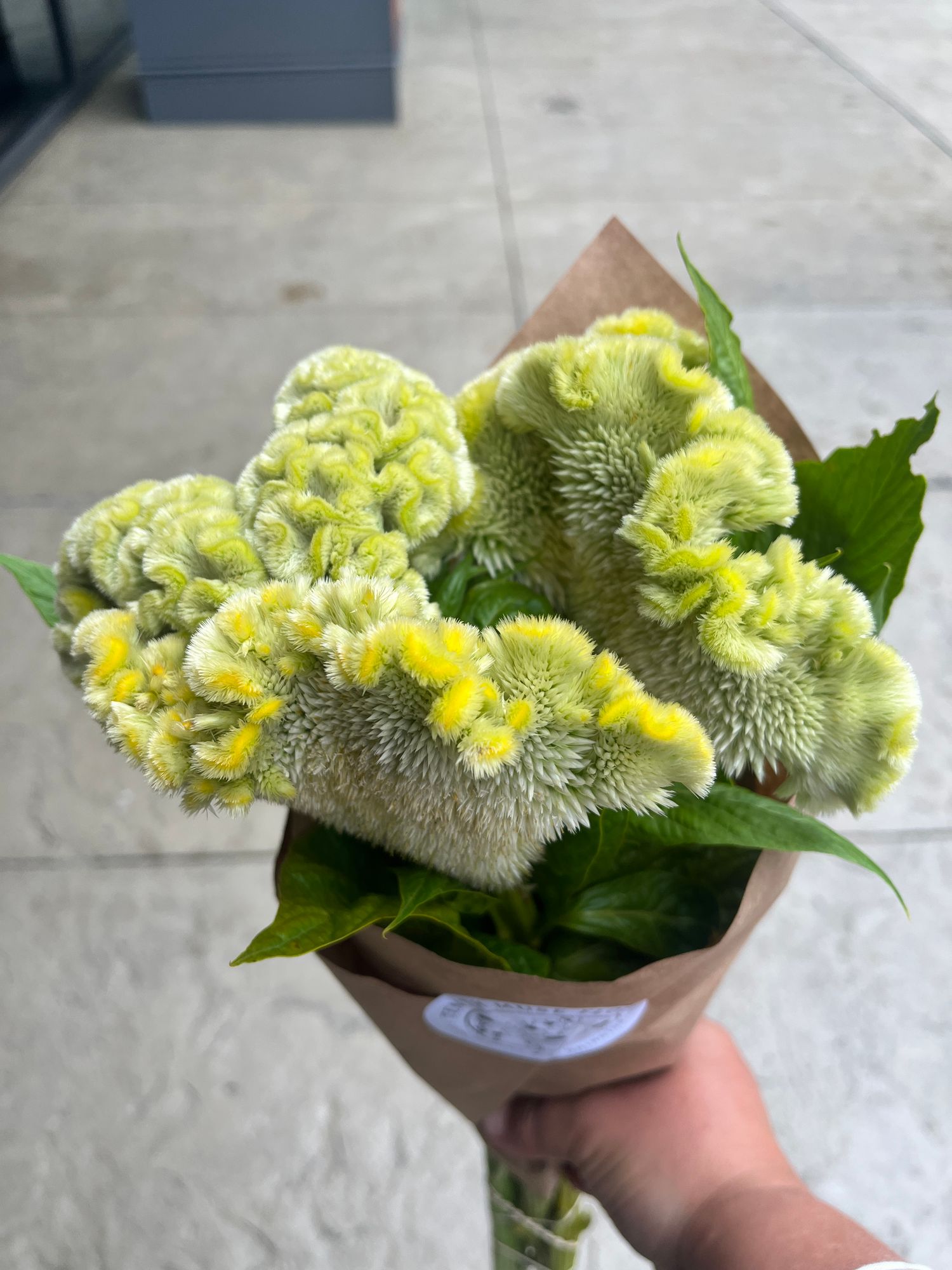 CELOSIA argentea var. cristata Cramer's Lemon-Lime