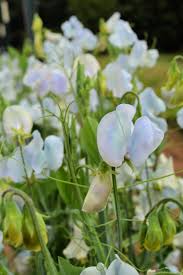 LATHYRUS odoratus Lunar Blue