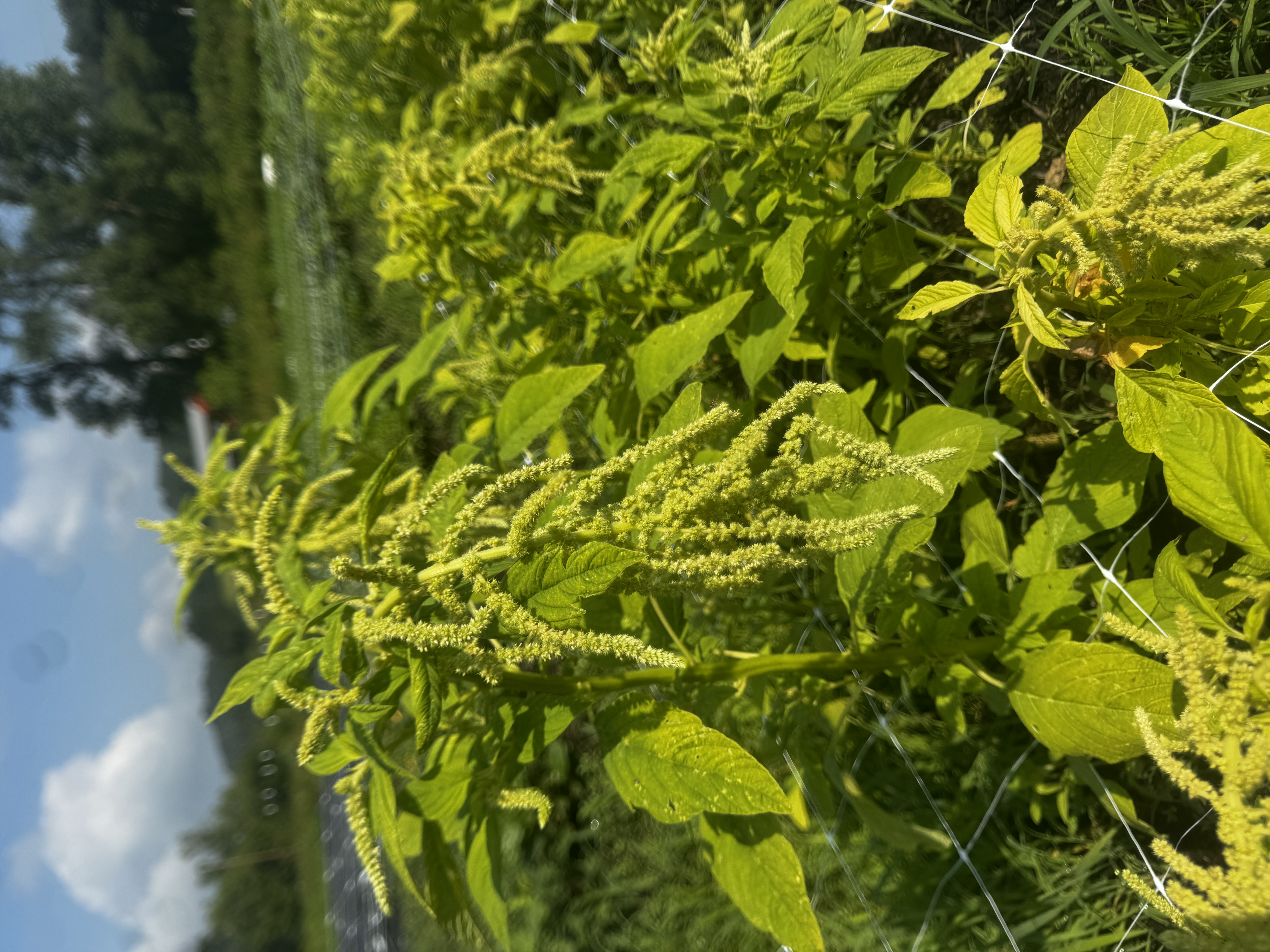 AMARANTHUS caudatus Emerald Tassles