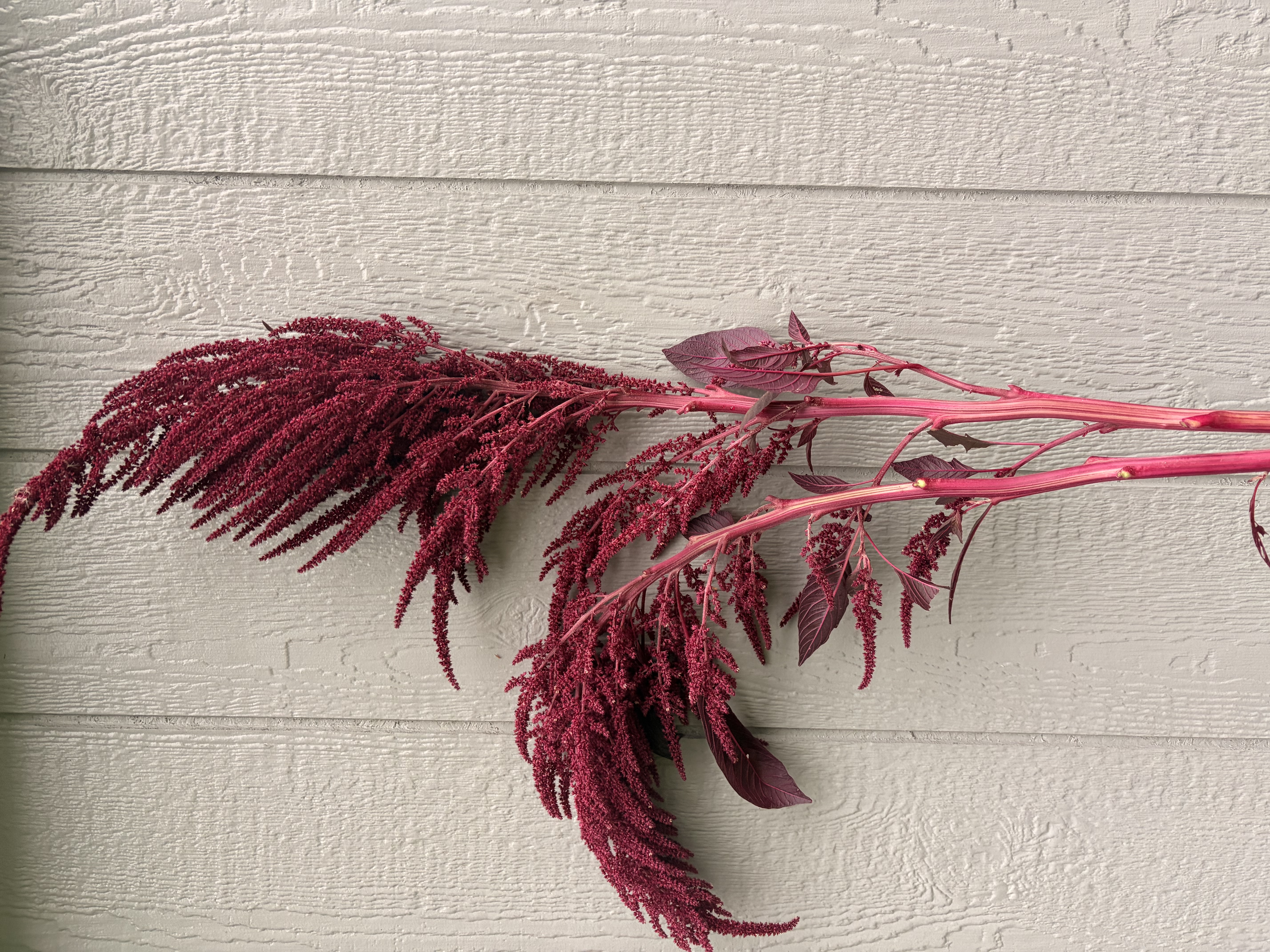 AMARANTHUS cruentus Red Spike