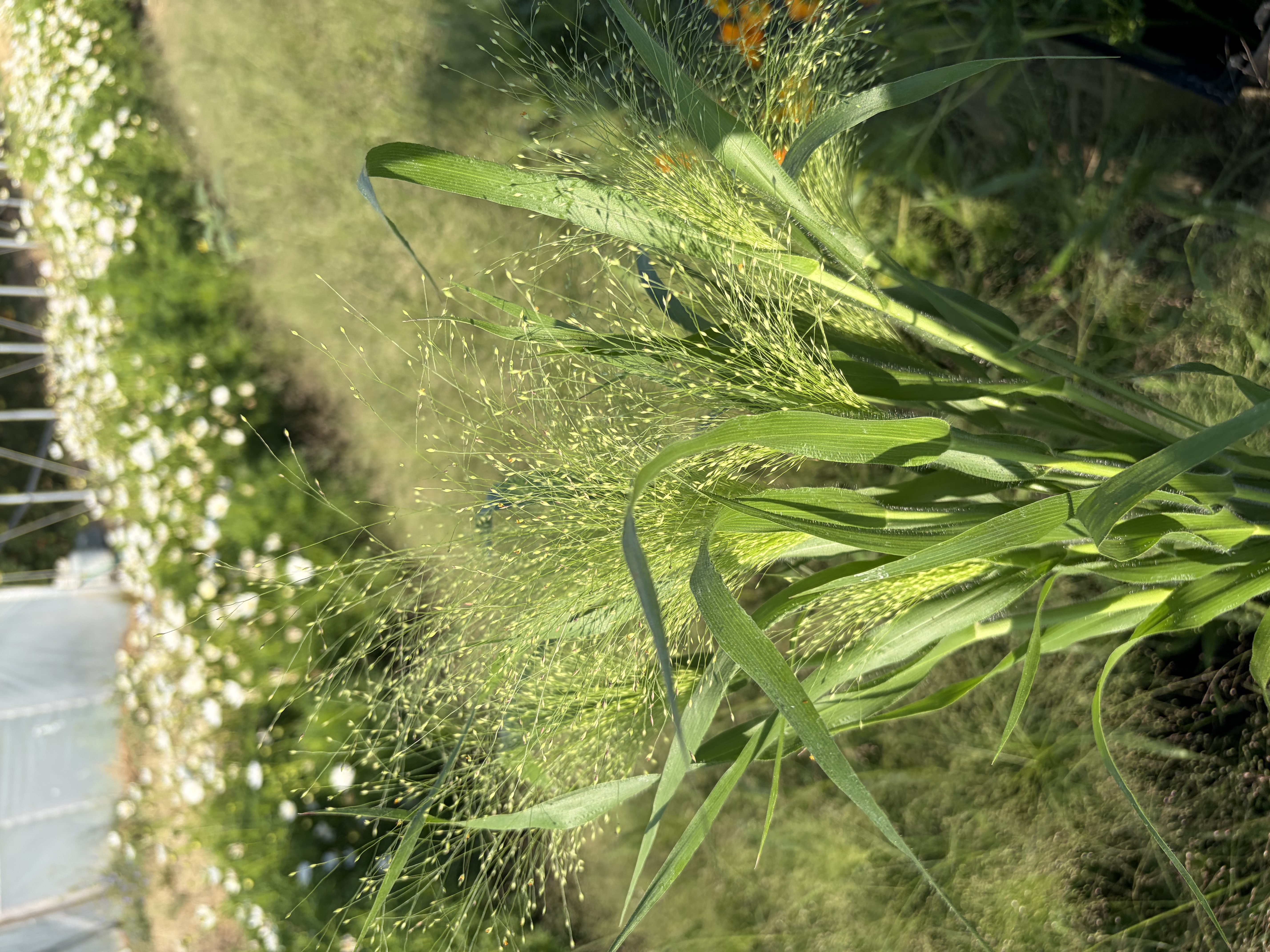 PANICUM elegans