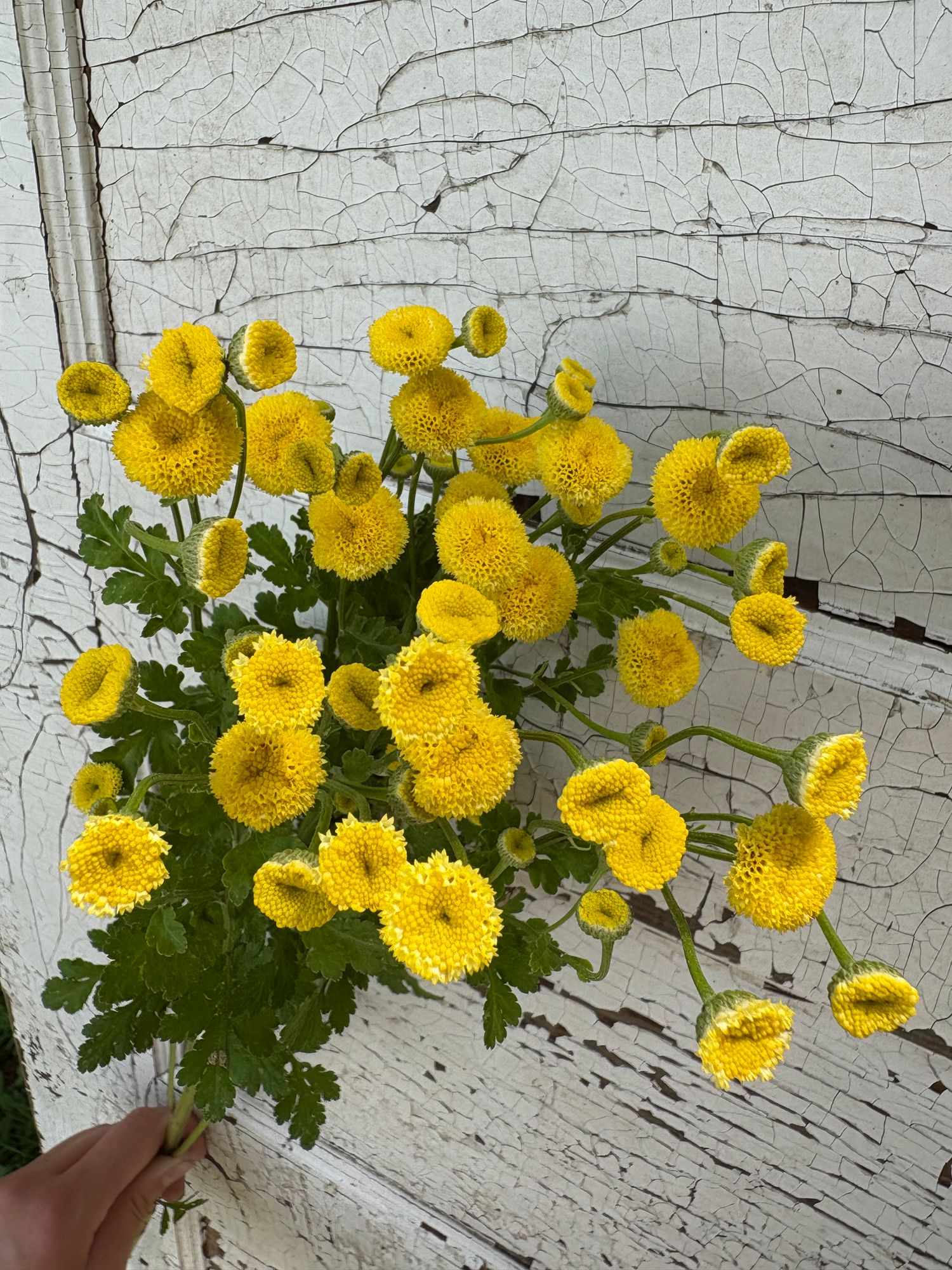 TANACETUM parthenium Vegmo Sunny Ball
