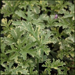 PELARGONIUM citrosum