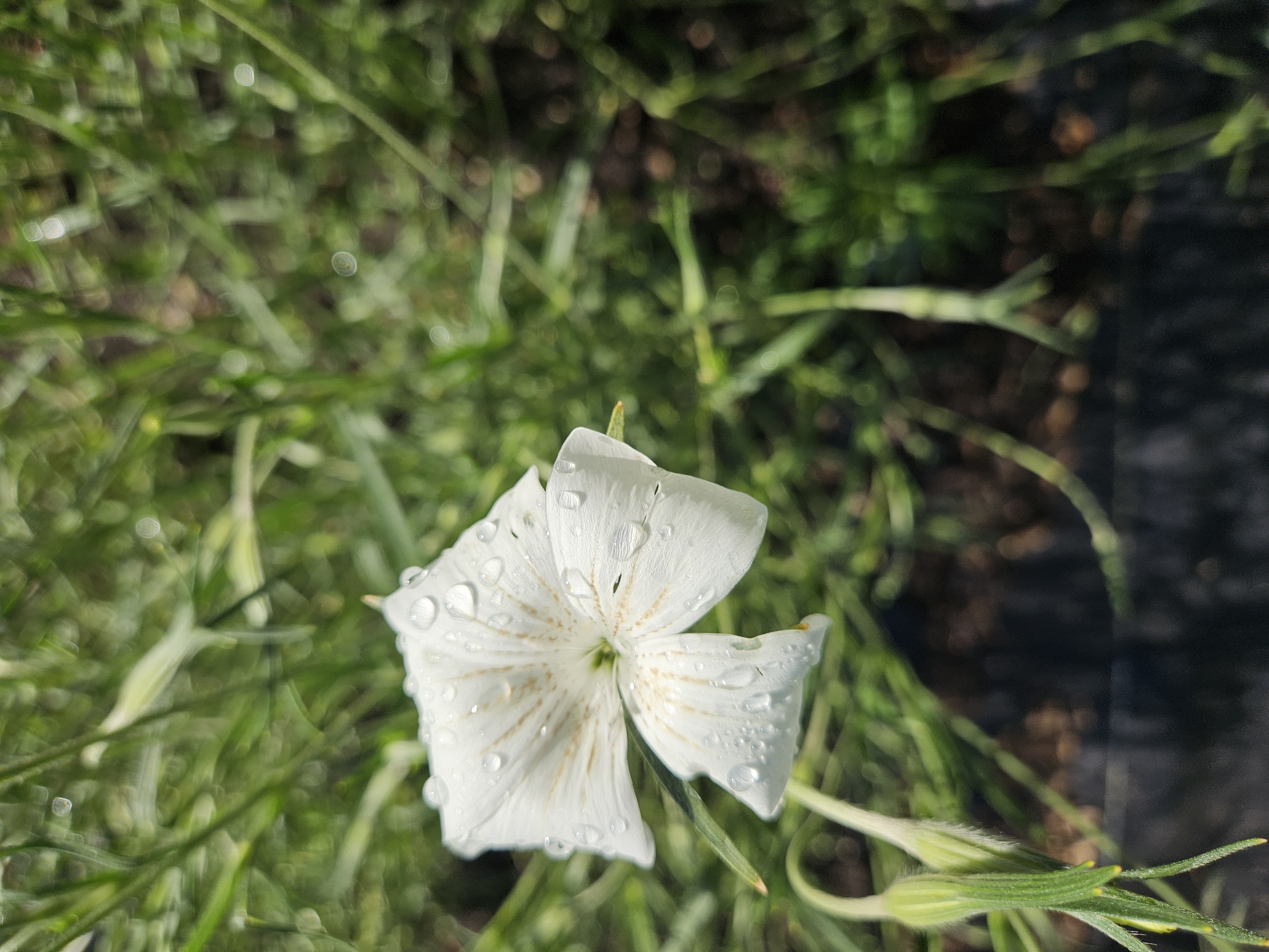 AGROSTEMMA githago Blossom Pearl