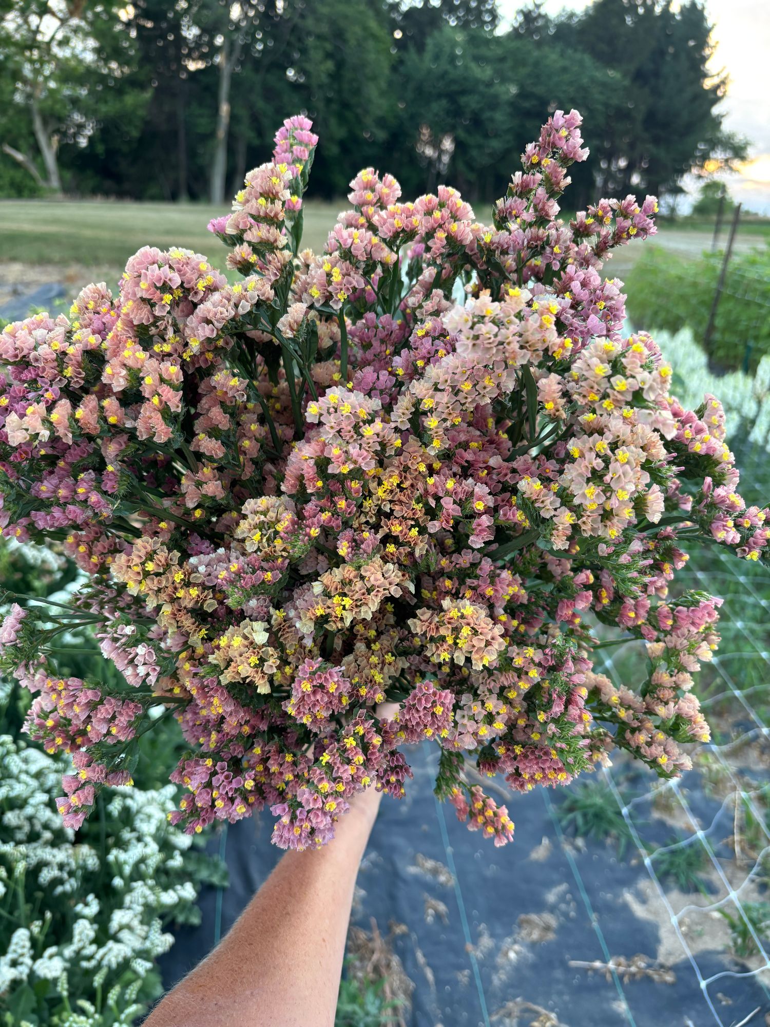 LIMONIUM sinuatum Seeker