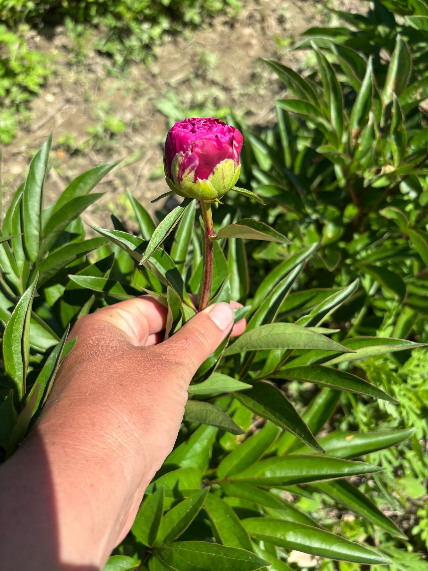 PAEONIA lactiflora Karl Rosenfield