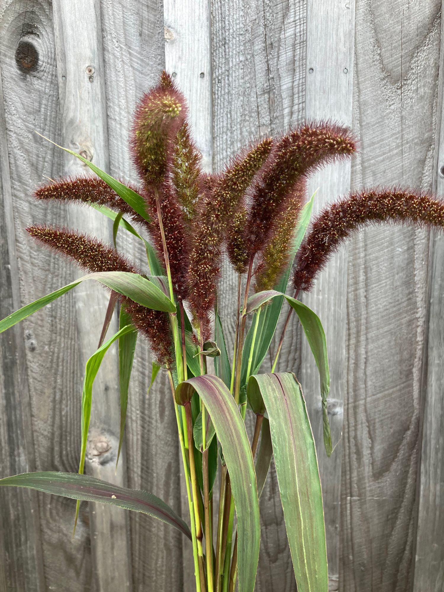 SETARIA italica Lowlander