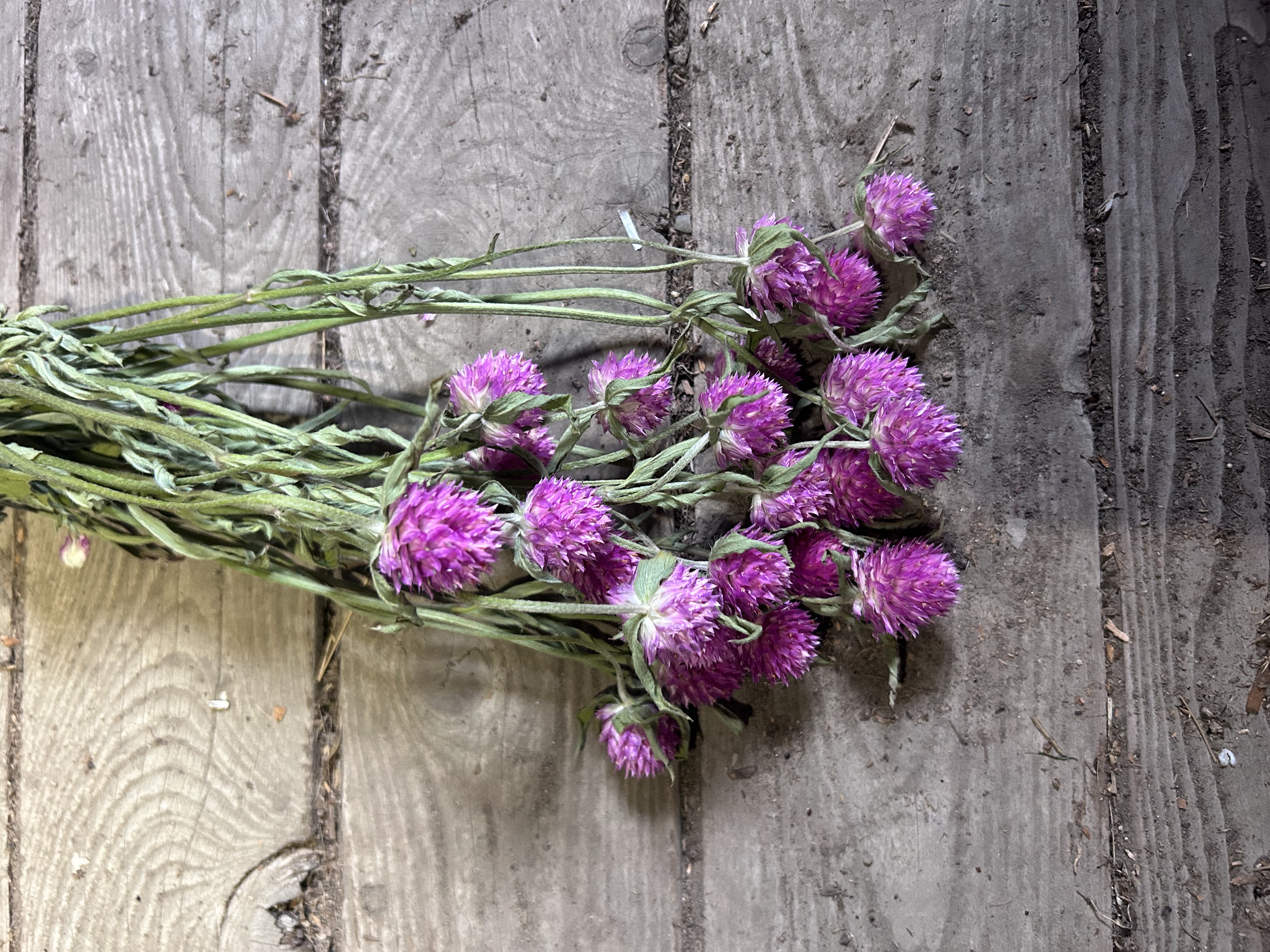 GOMPHRENA globosa Audray Pink