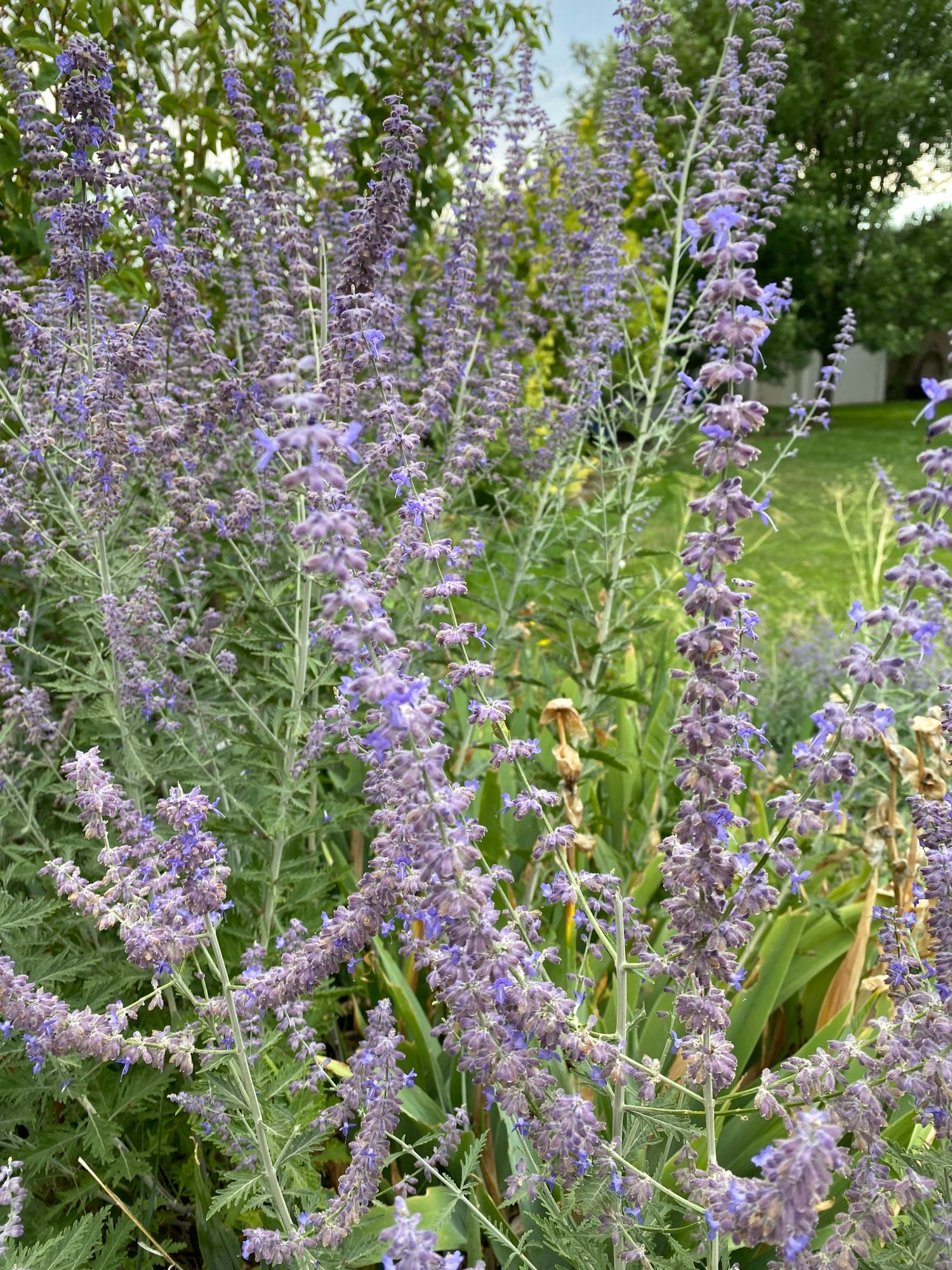 PEROVSKIA atriplicifolia