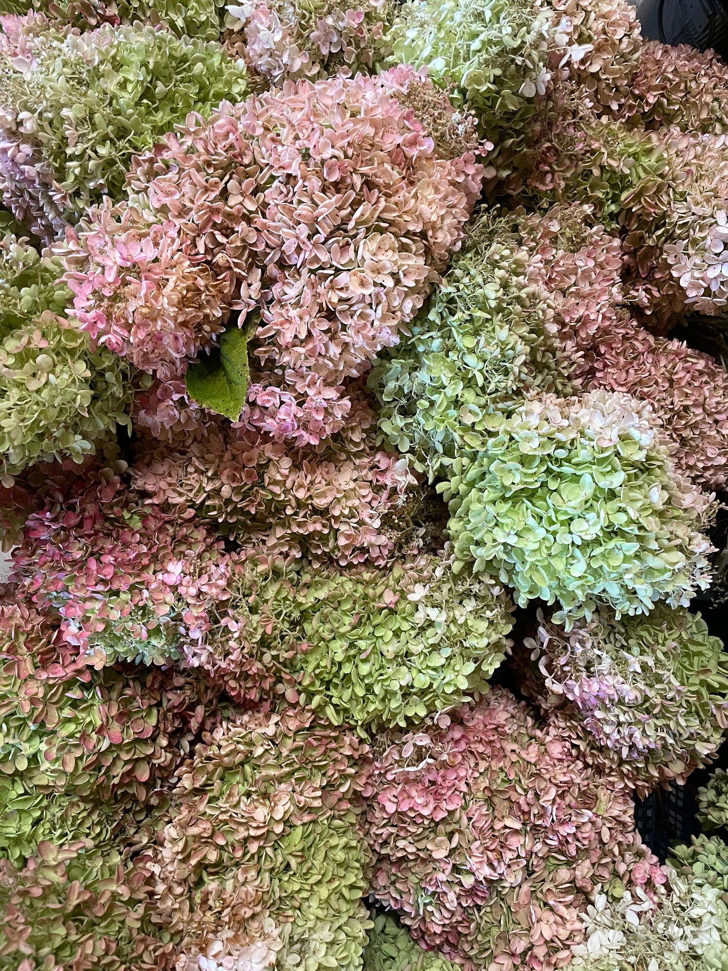 Dried antique pink hydrangea 8-10” blooms