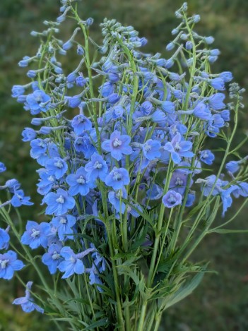 DELPHINIUM x belladonna Cliveden Beauty