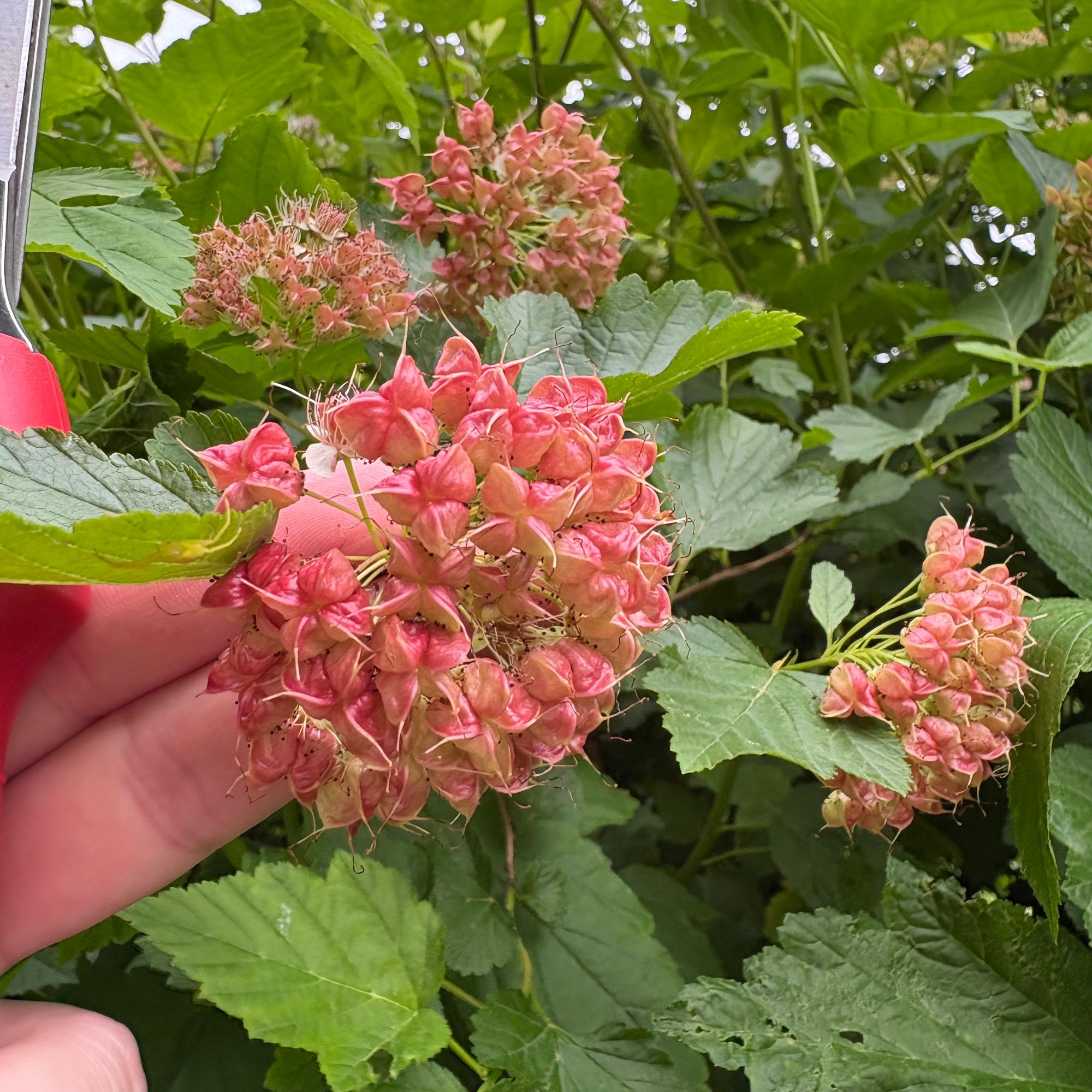 PHYSOCARPUS opulifolius