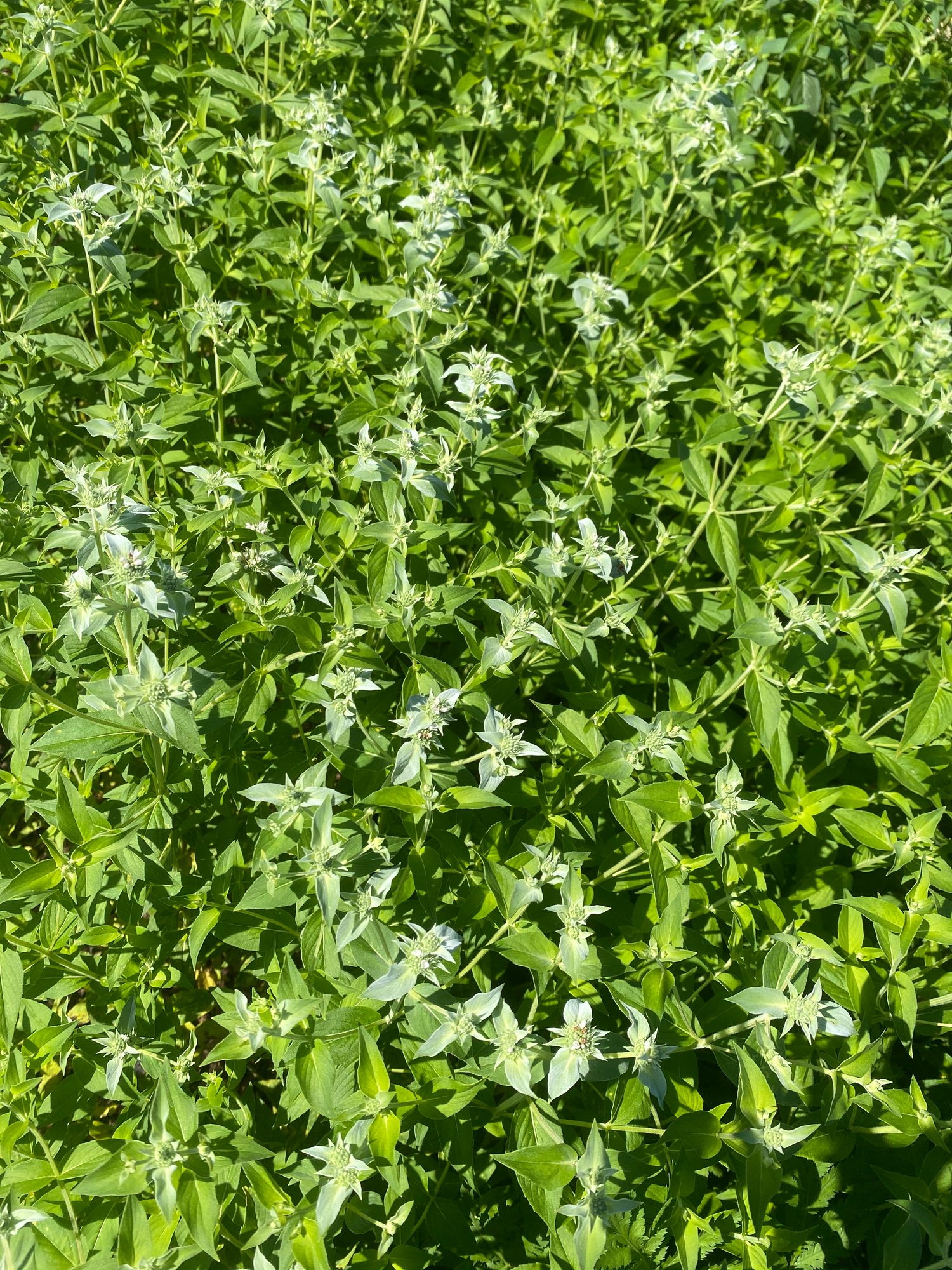PYCNANTHEMUM muticum