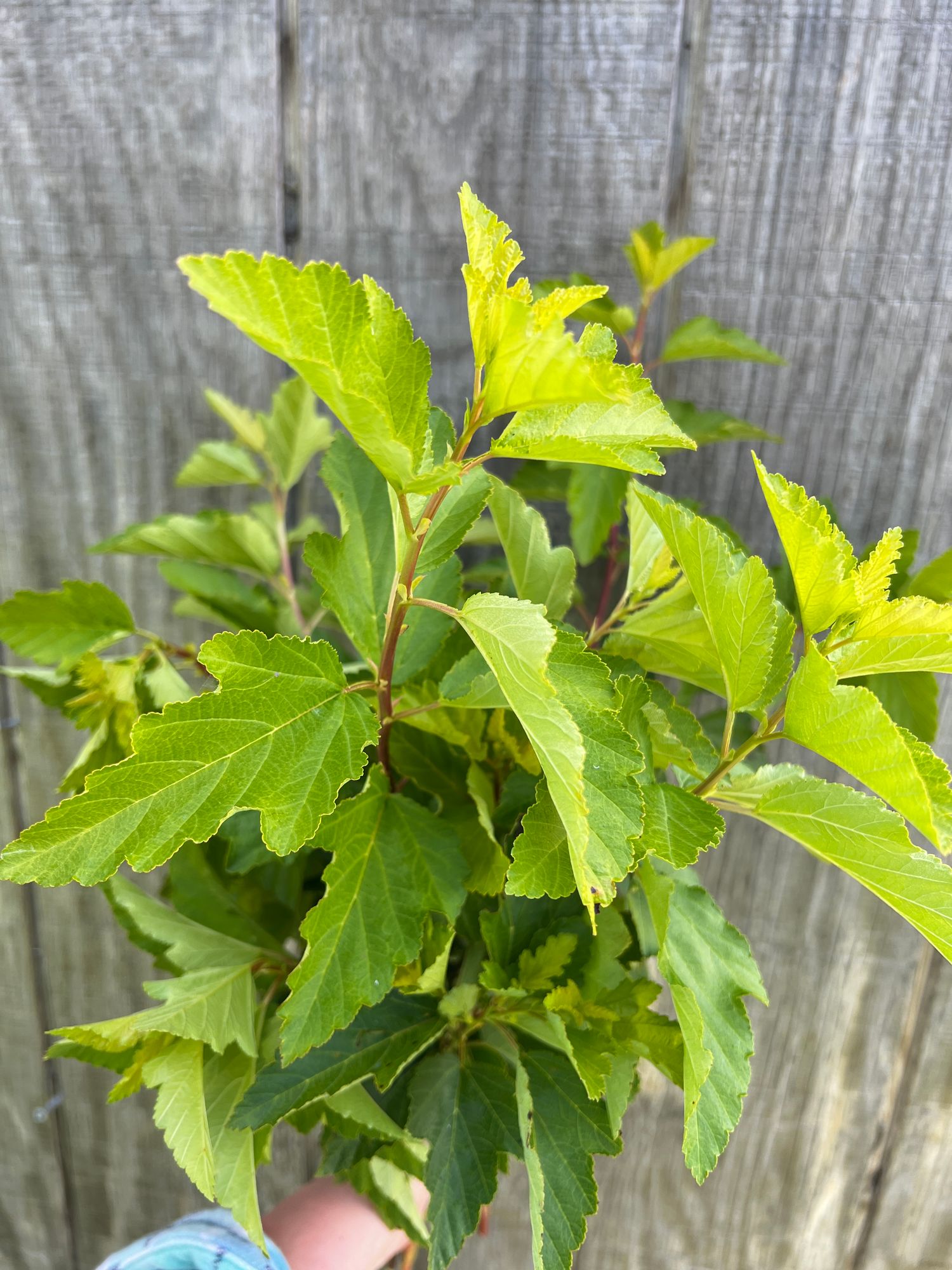 PHYSOCARPUS opulifolius Lemon Candy